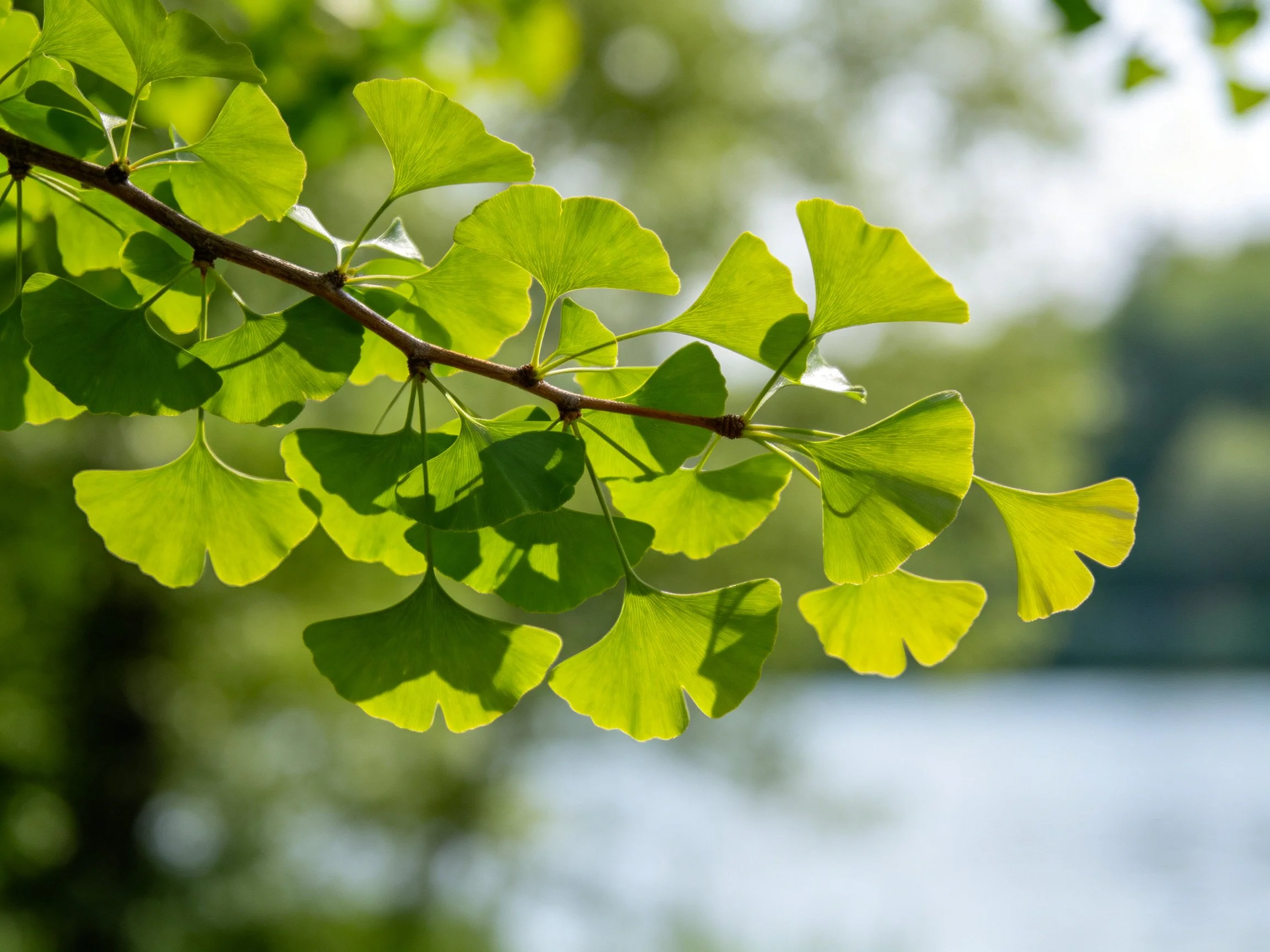 Vibrant Green Ginkgo Leaves on a Sunlit Branch