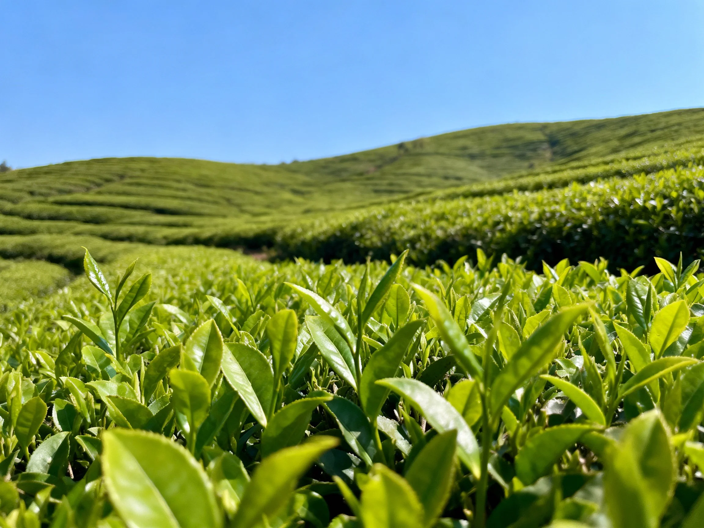 Vibrant Green Tea Plantations on Rolling Hills Under Clear Blue Sky