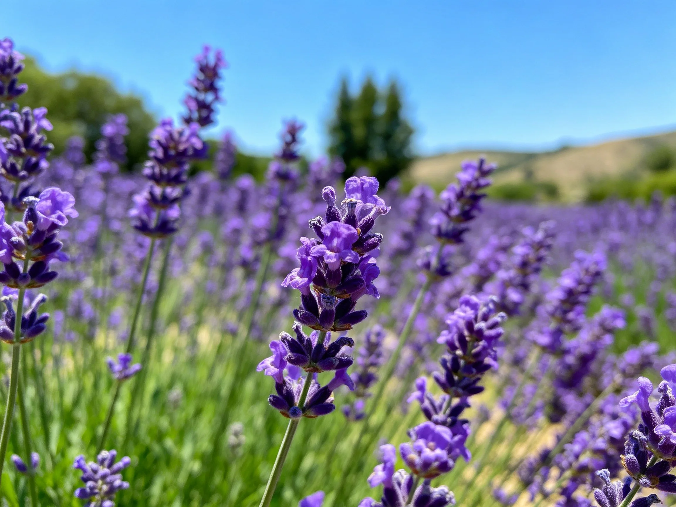 Vibrant Lavender Field with Clear Blue Sky