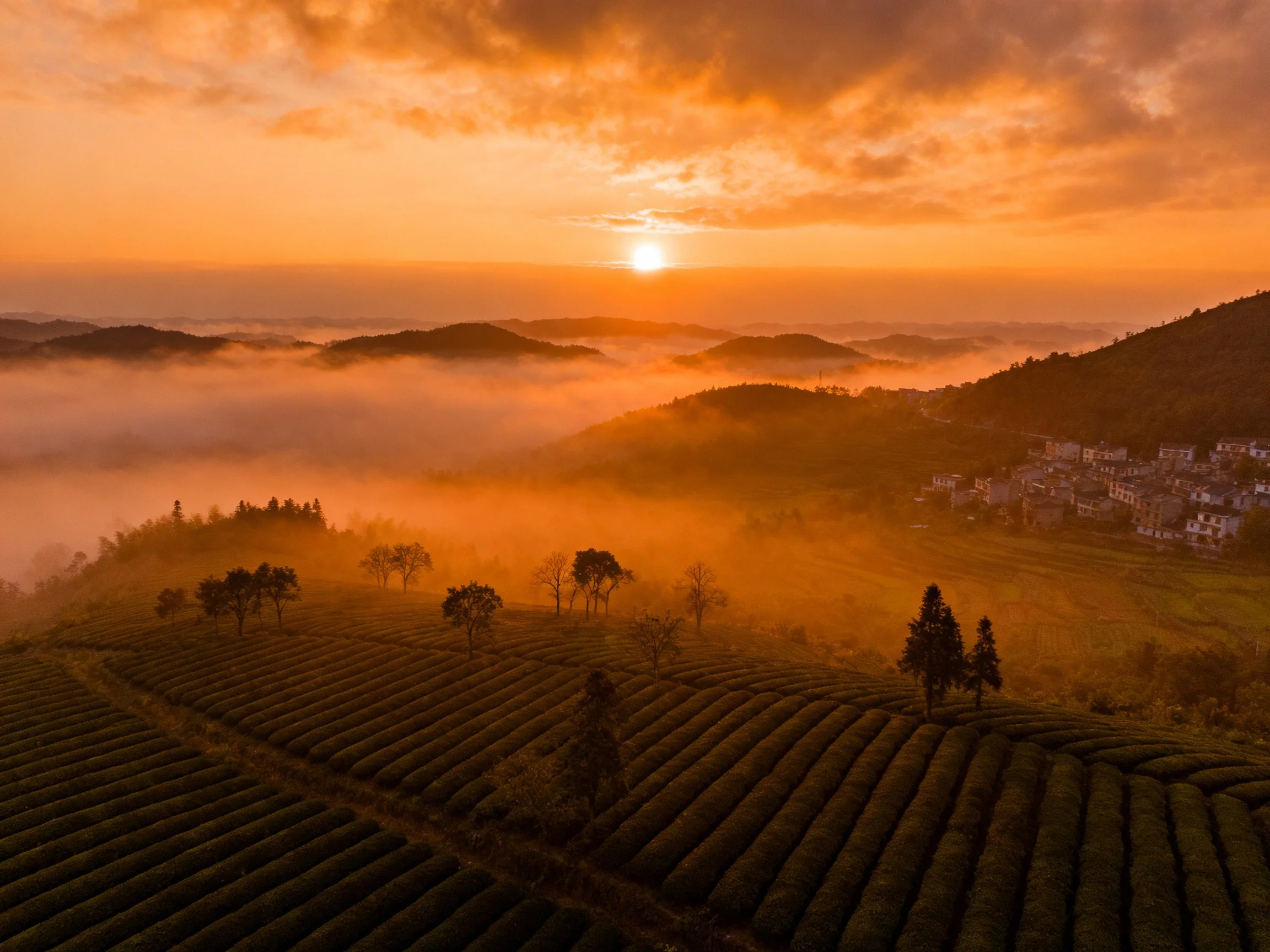 Vibrant Sunrise Over Tea Plantations and Misty Mountains