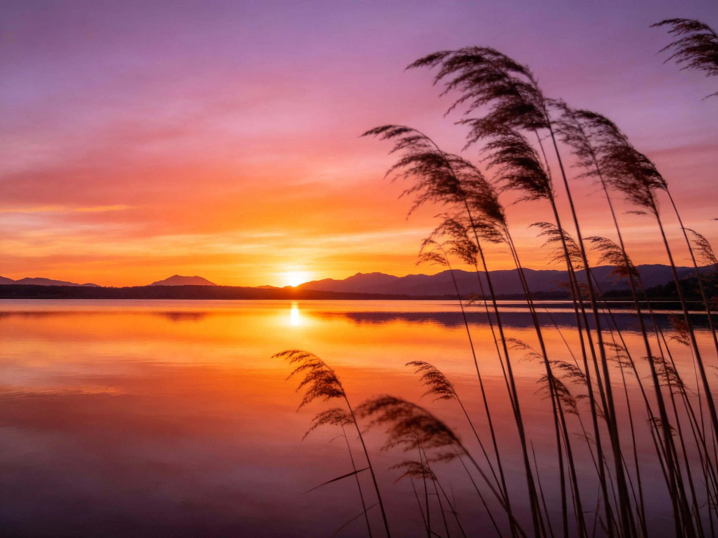 Vibrant Sunset Over Calm Lake With Silhouetted Reeds