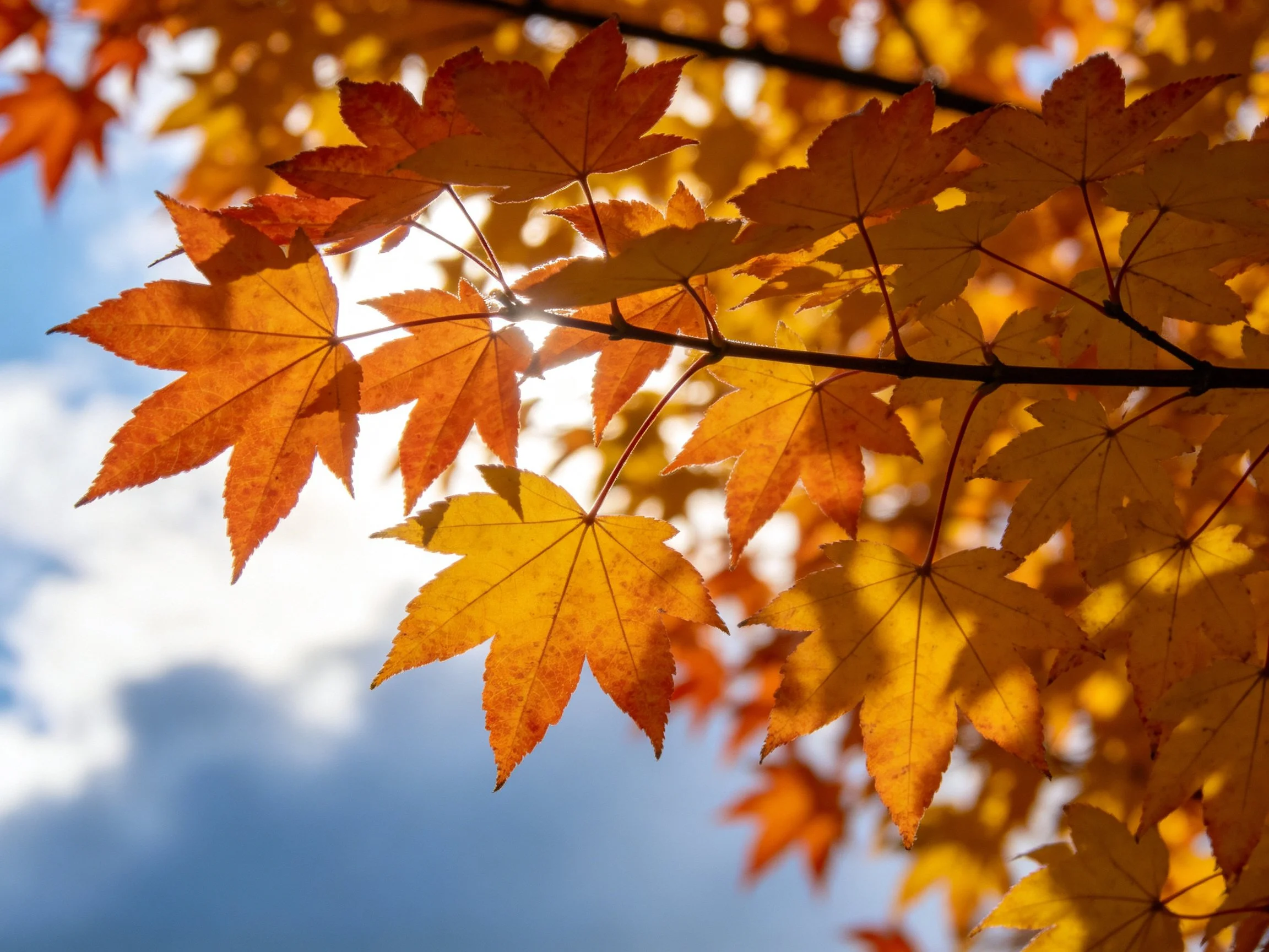 Vibrant autumn maple leaves illuminated by sunlight