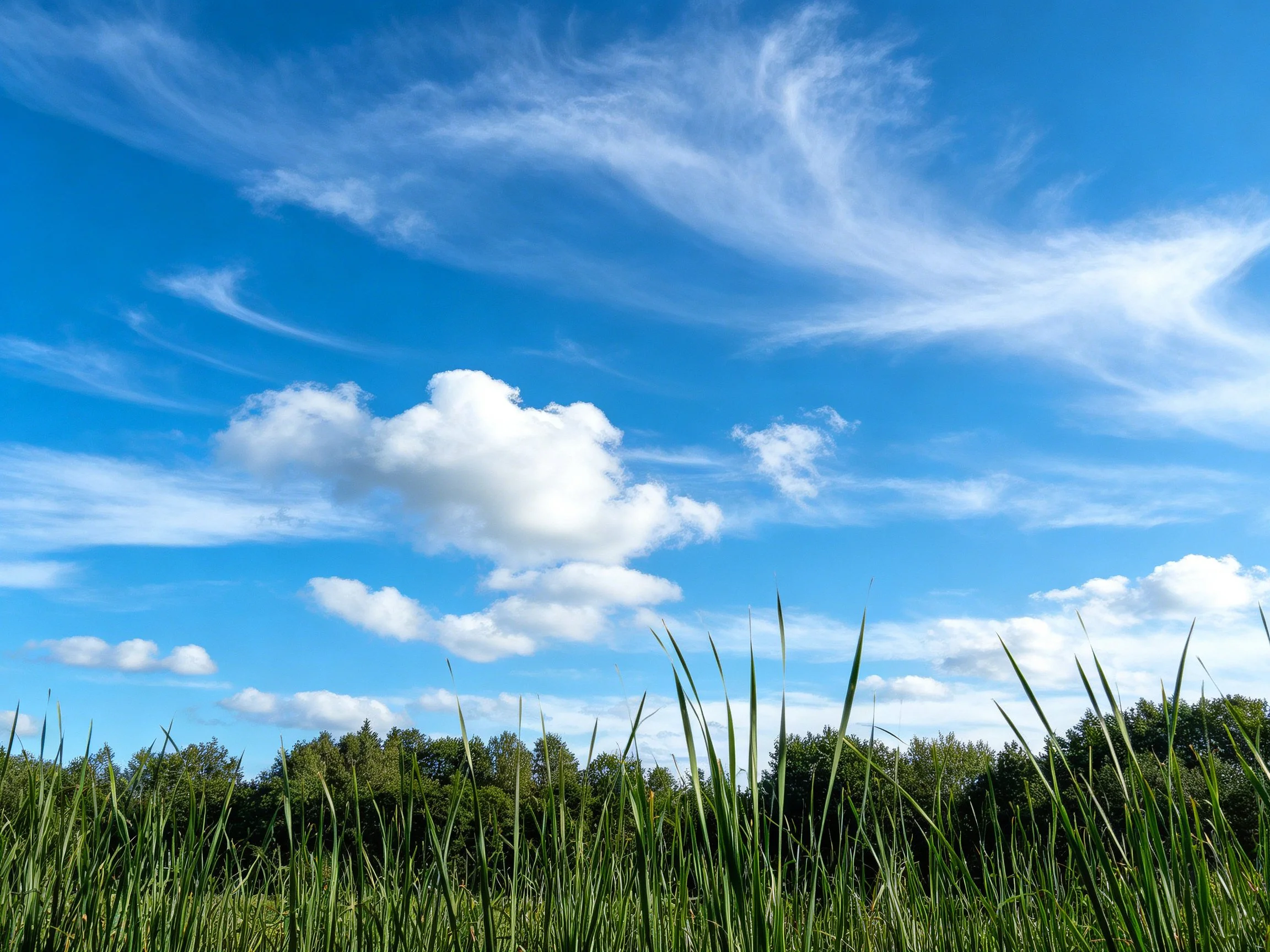 Vibrant blue sky with wispy clouds over lush green vegetation