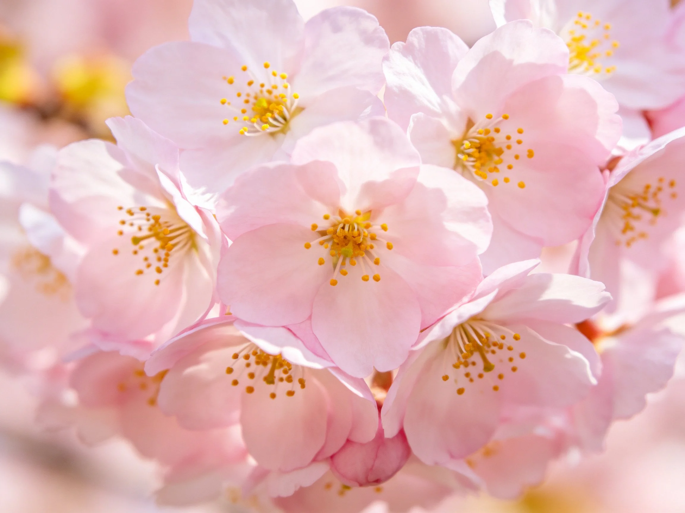 Vibrant cluster of soft pink cherry blossoms with golden centers