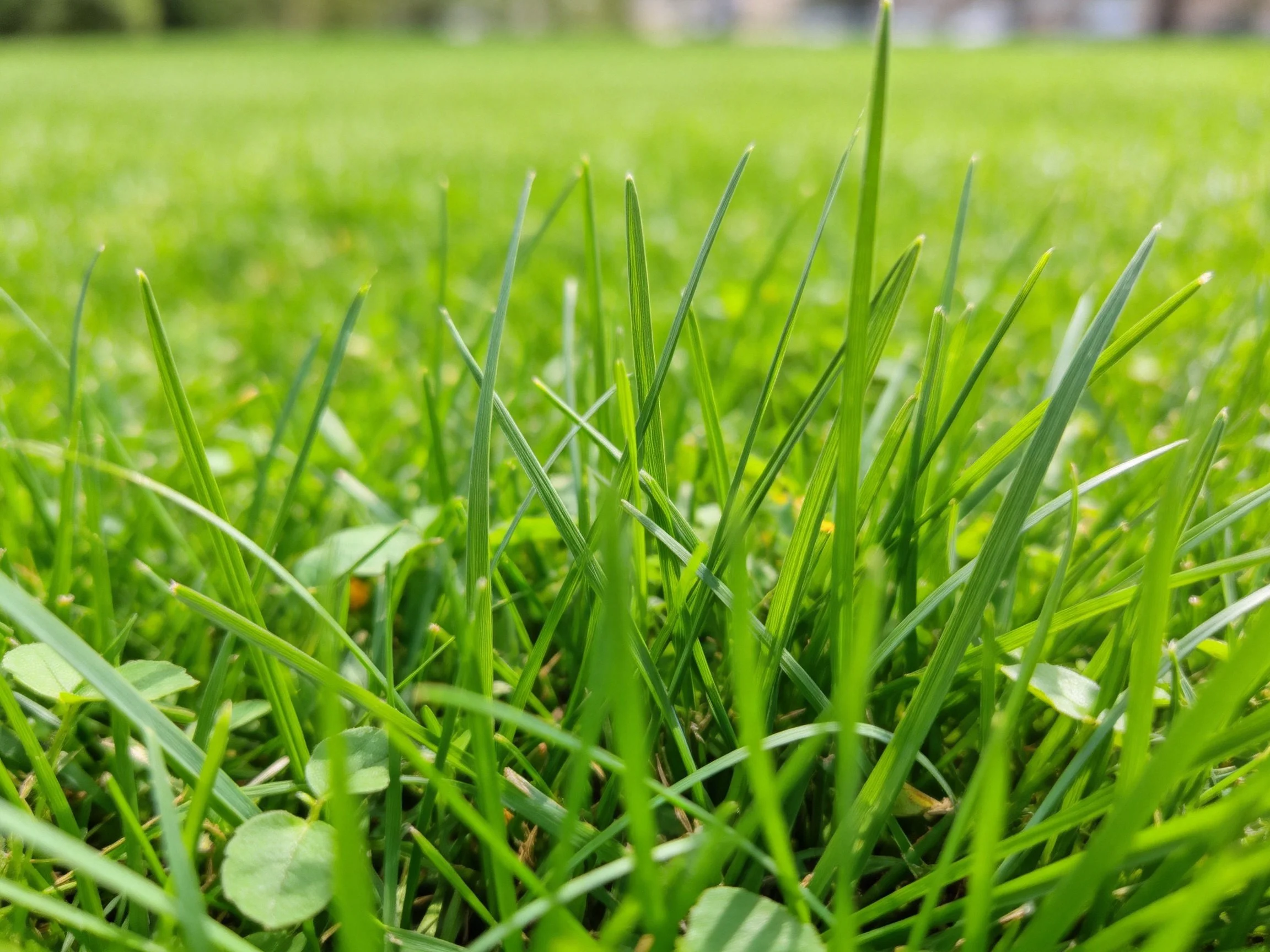 Vibrant green grass blades with small leaves under bright sunlight