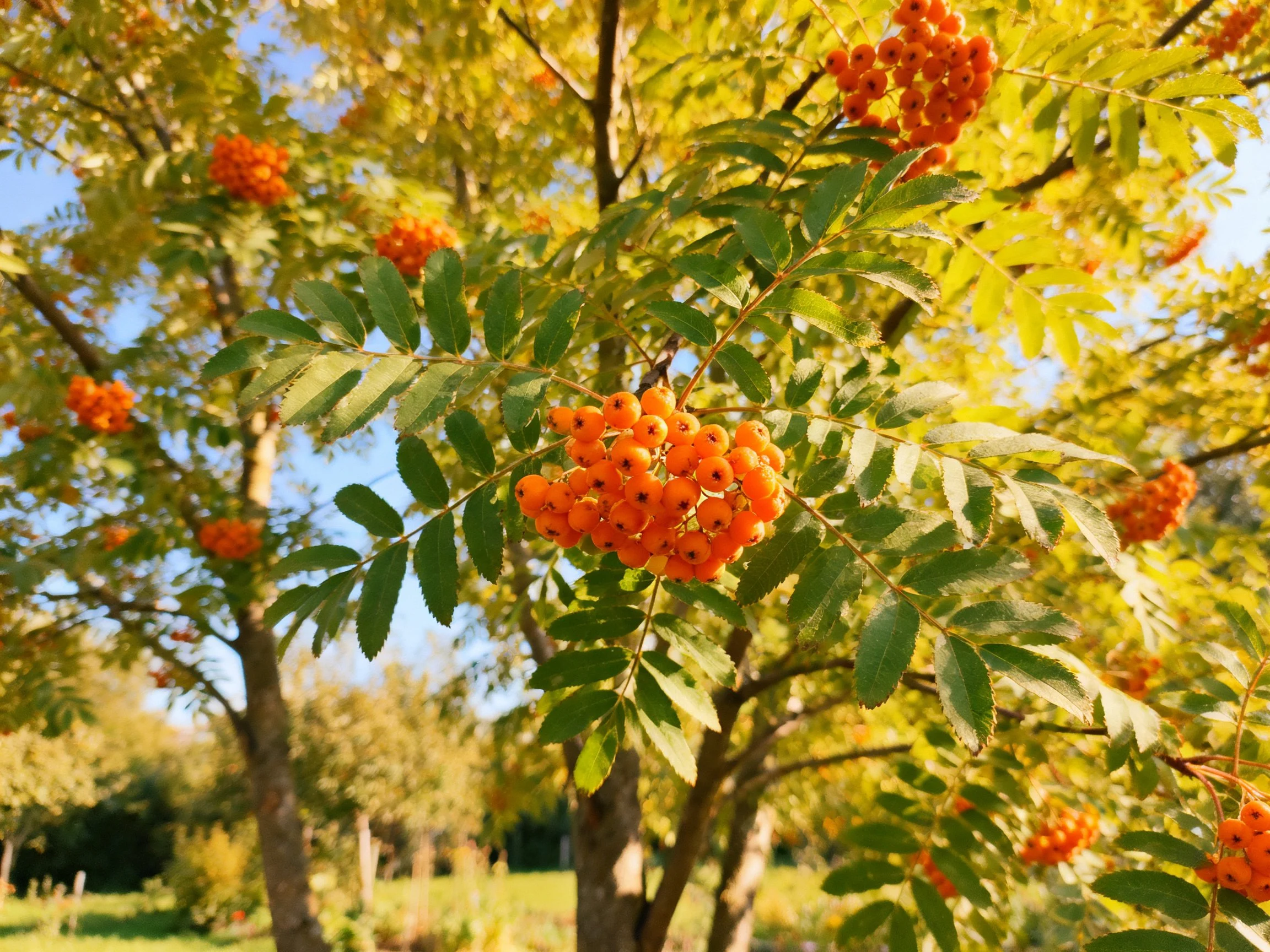 Vibrant orange berry clusters among lush green foliage under bright sunlight