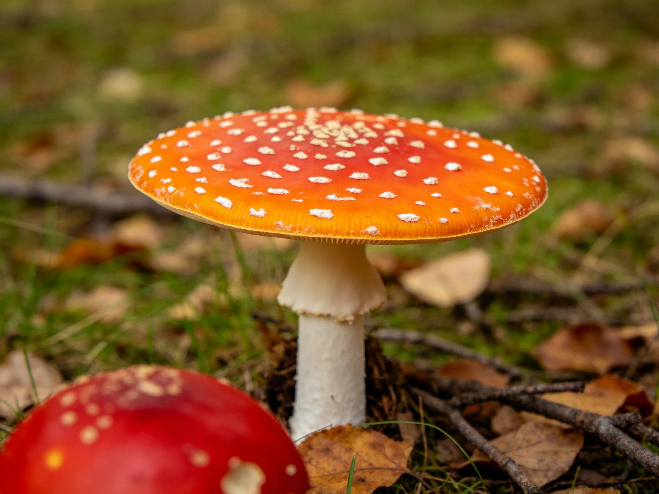 Vibrant orange fly agaric mushroom with white spots in forest setting