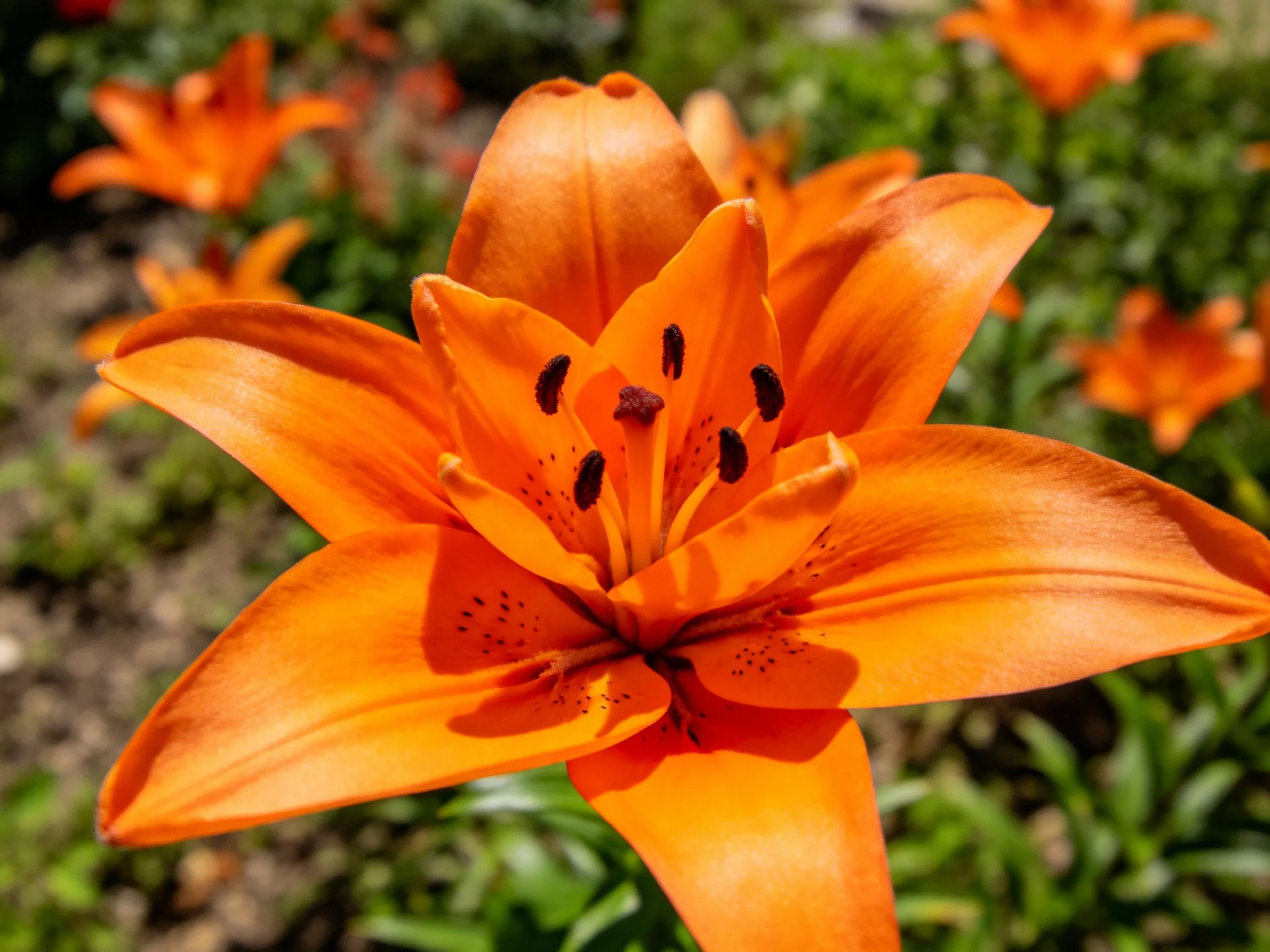 Vibrant orange lily in focus among garden blooms