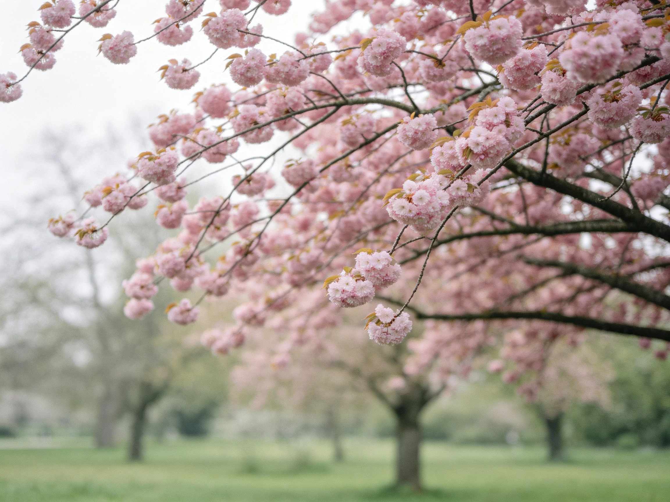 Vibrant pink cherry blossom branches spread over a park landscape