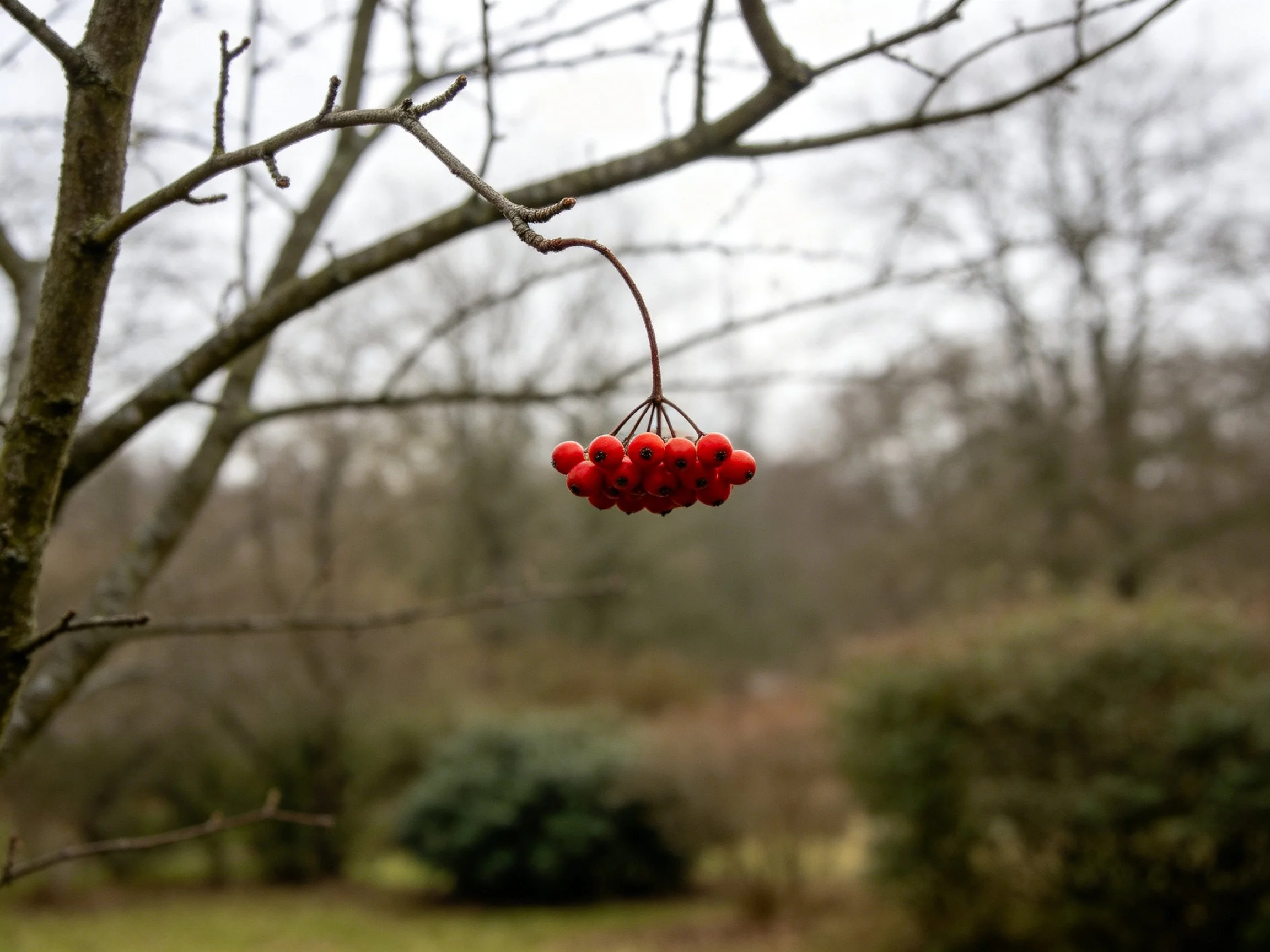 Vibrant red berries hang from a bare tree branch