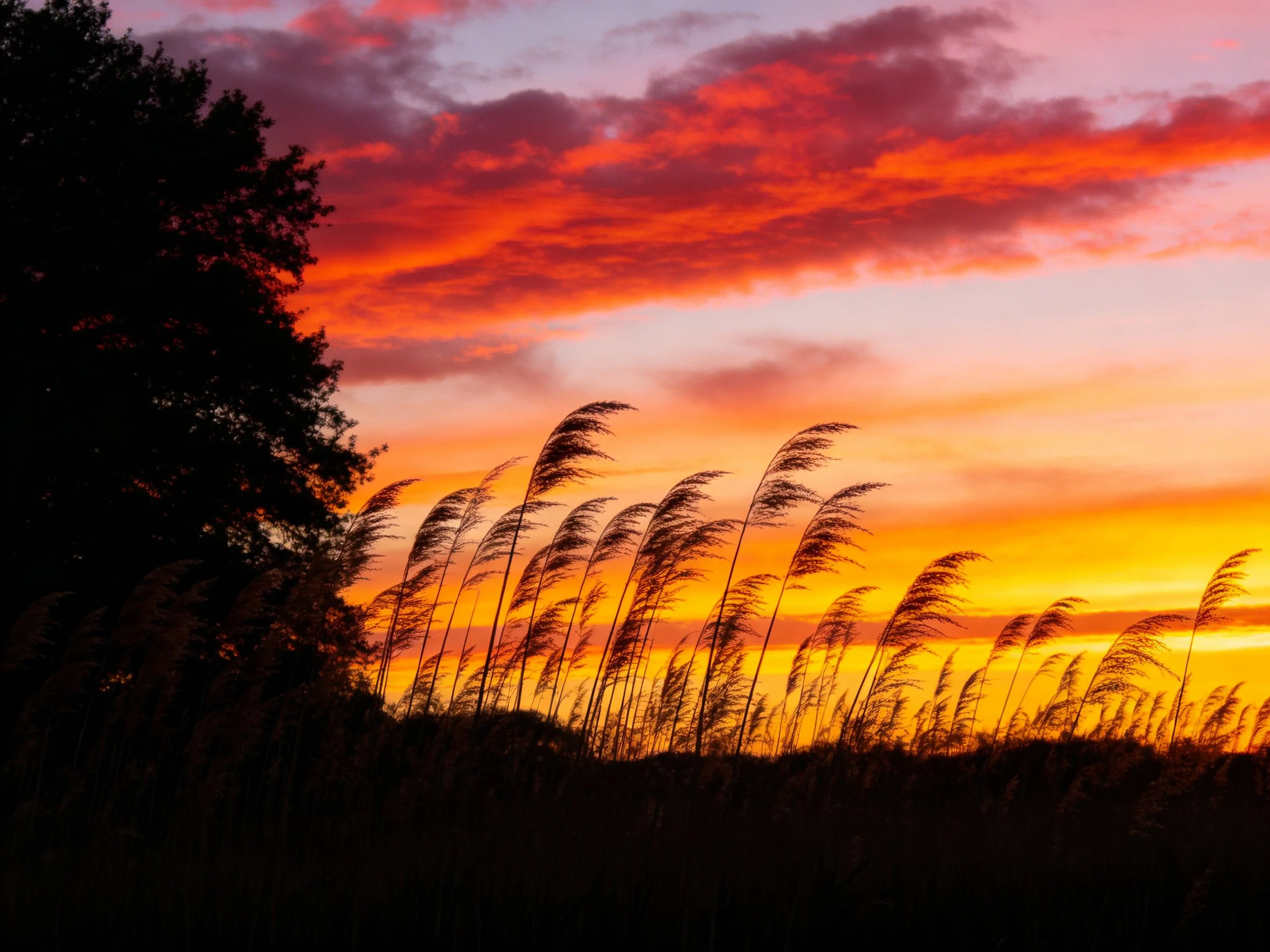 Vibrant sunset sky with red-orange clouds, tall grass silhouettes