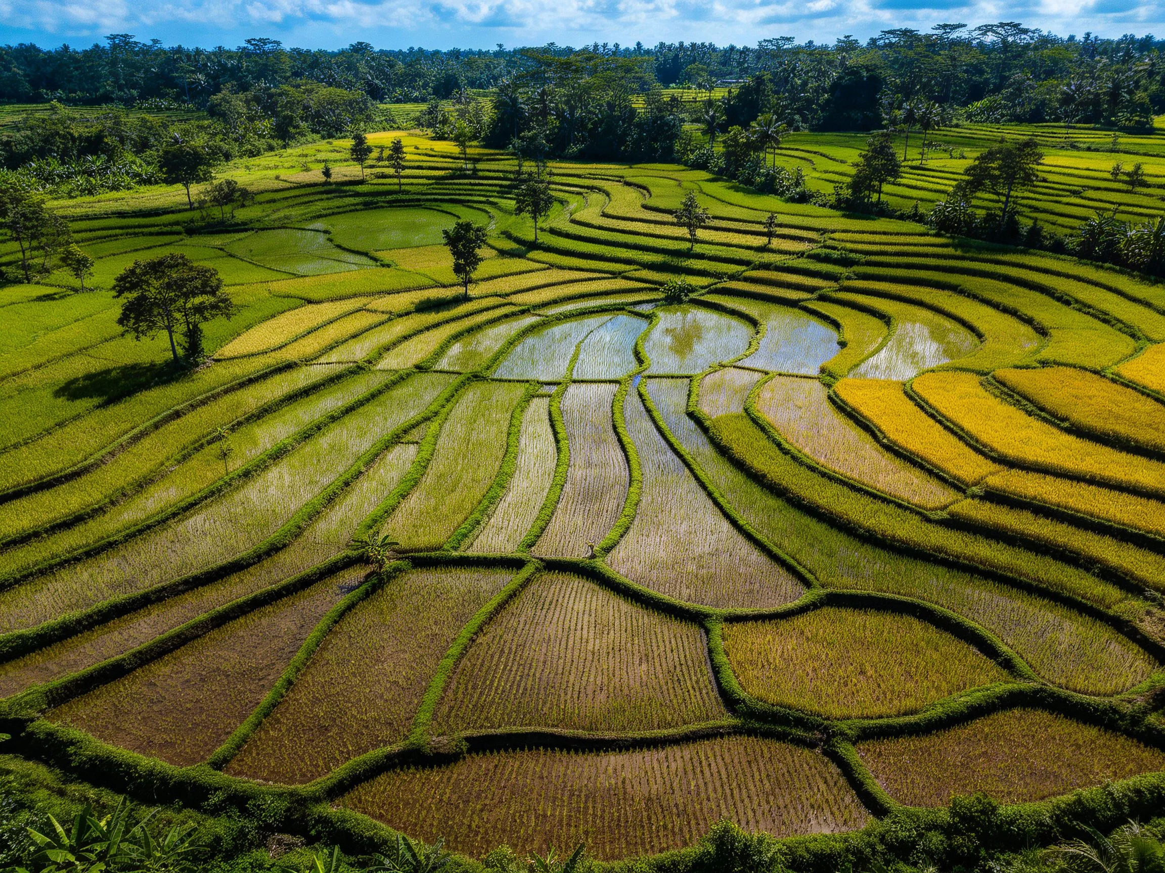 Vibrant terraced rice fields display diverse green and golden hues