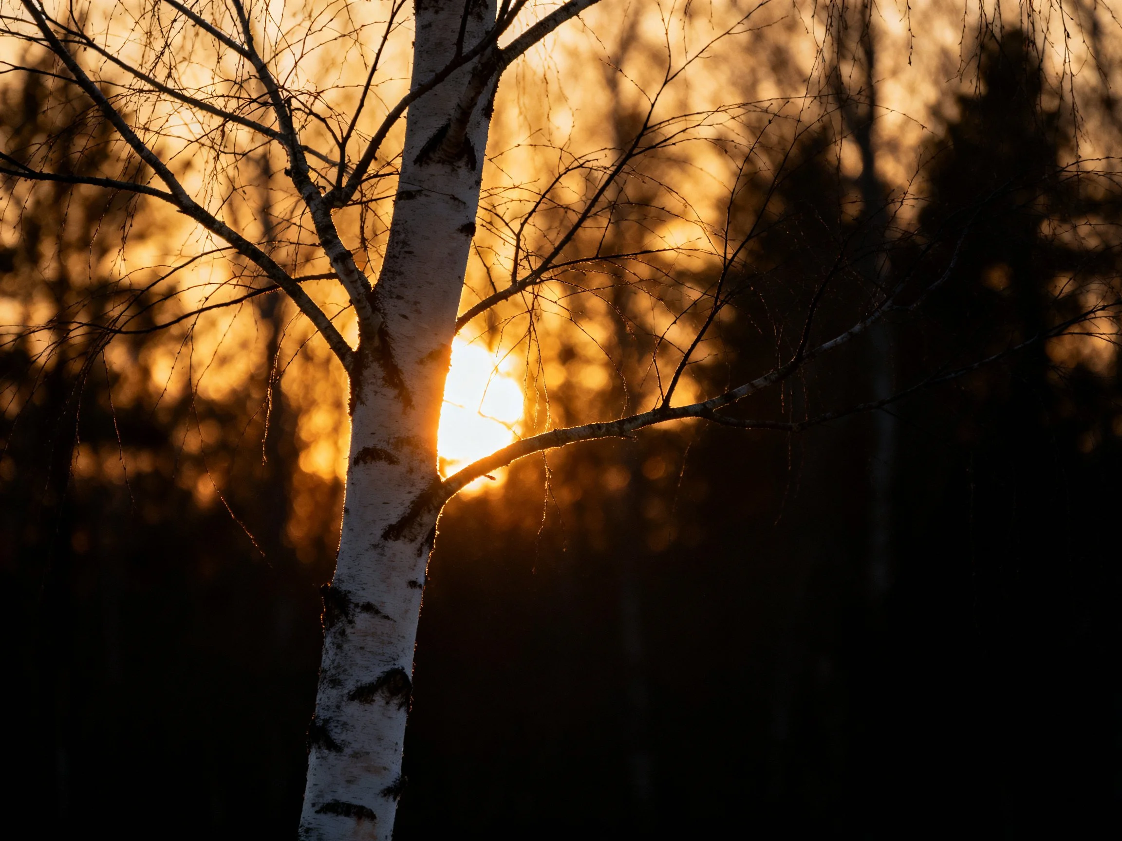 White-barked birch tree amid golden sunset and dark forest