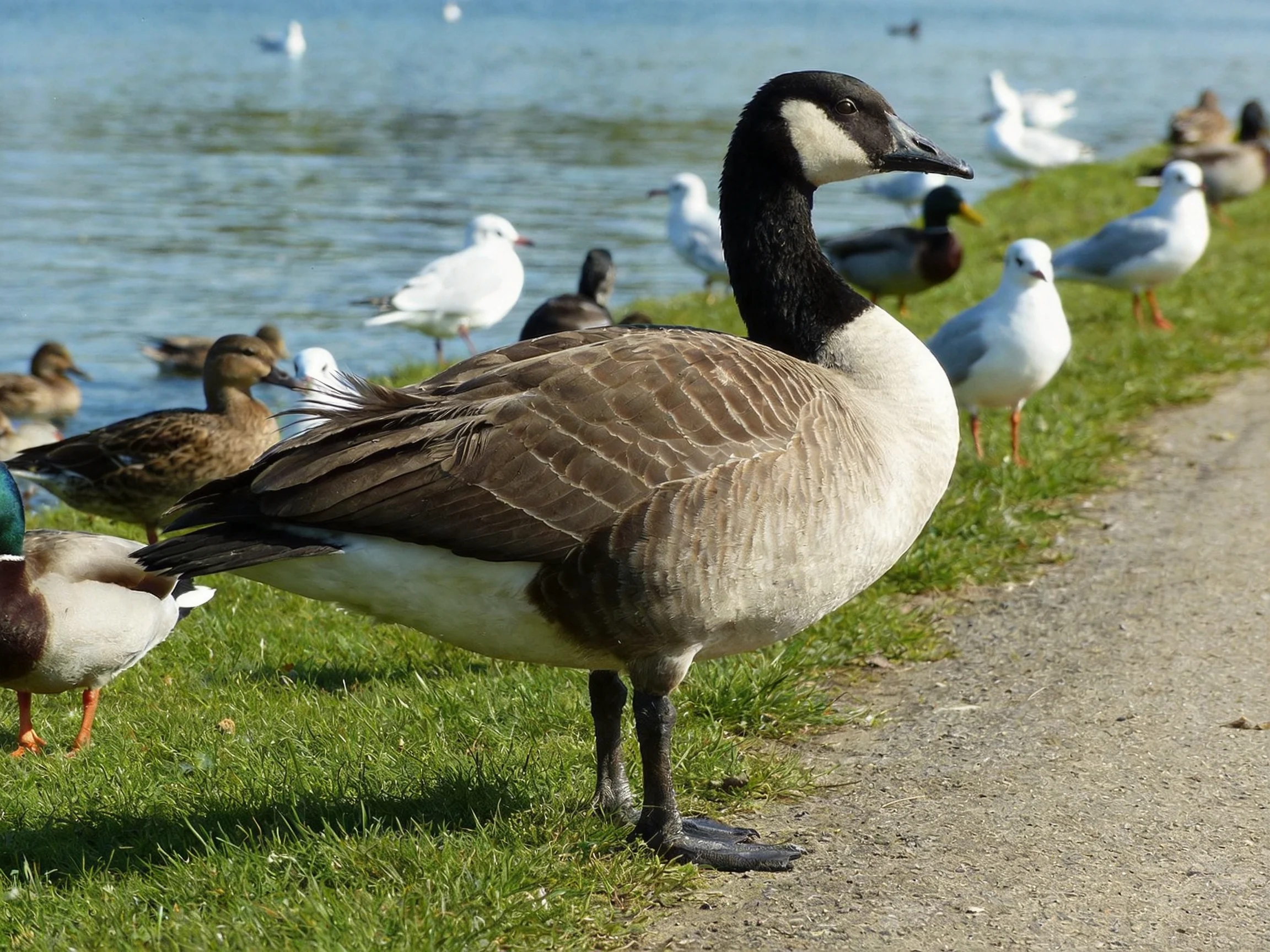 A Canada Goose Among Diverse Waterfowl Near a Calm Lakeshore