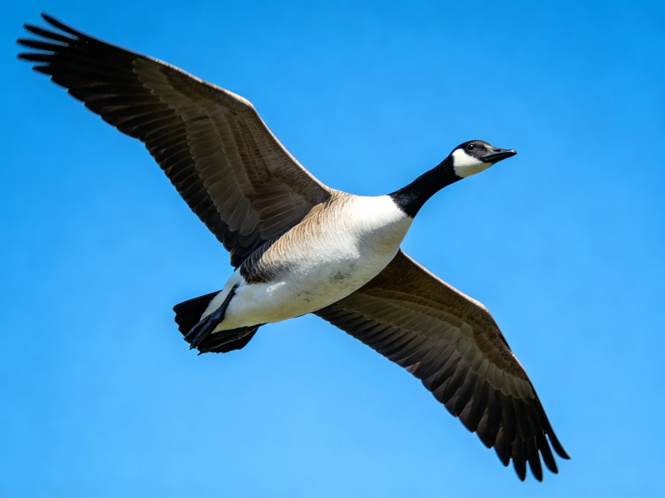 A Canada Goose Flies Gracefully Against a Vibrant Blue Sky