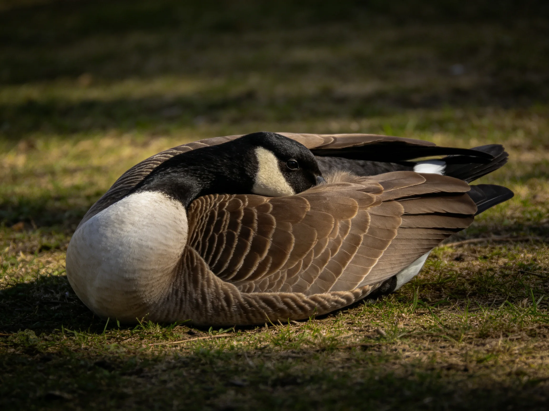 A Canada Goose Resting with Brown, White, and Black Feathers on Sunlit Grass