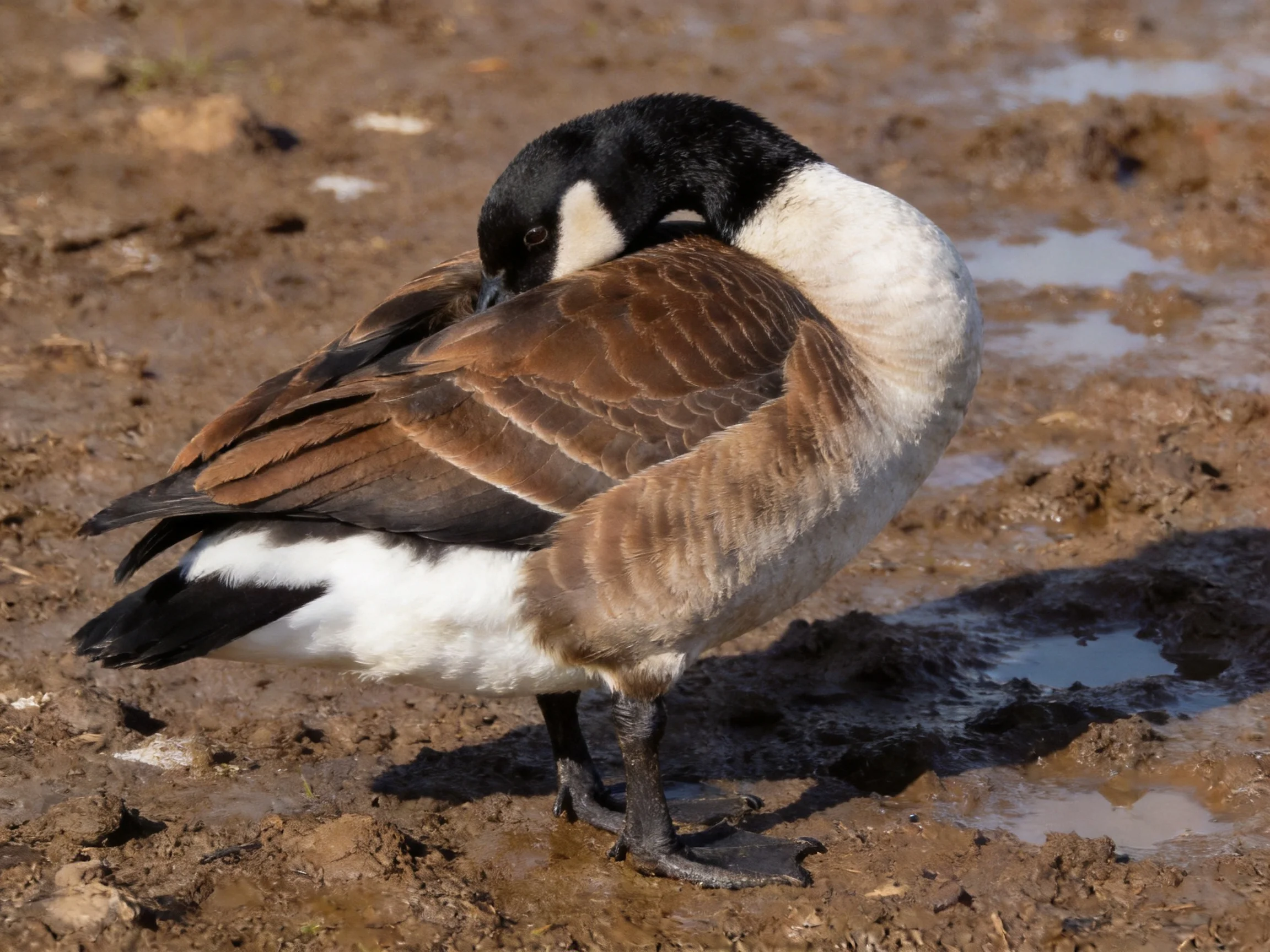 A Canada Goose preening on muddy, water-speckled terrain
