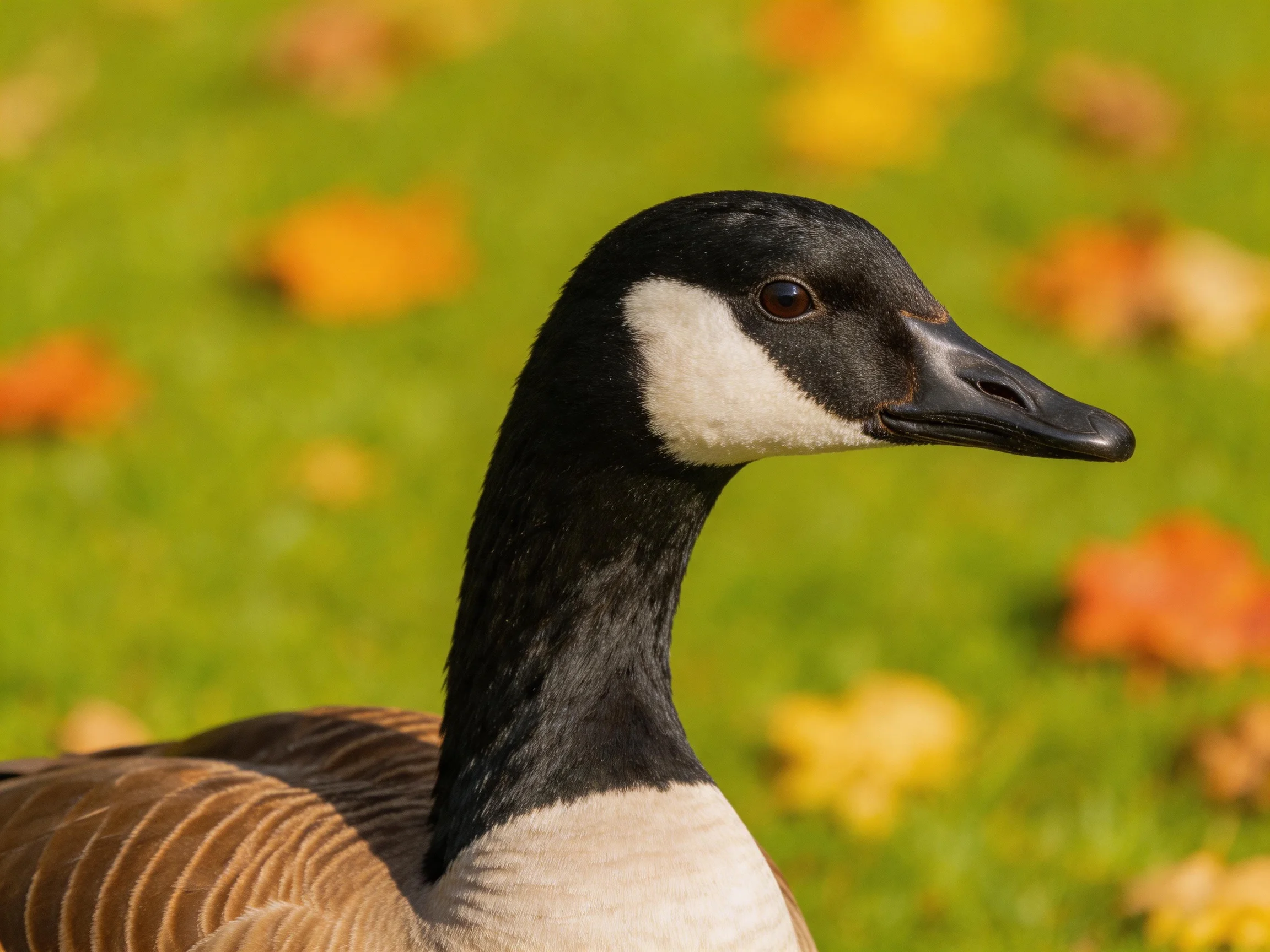 A Canada Goose with Black, White, Brown Feathers Against Green Grass and Autumn Leaves
