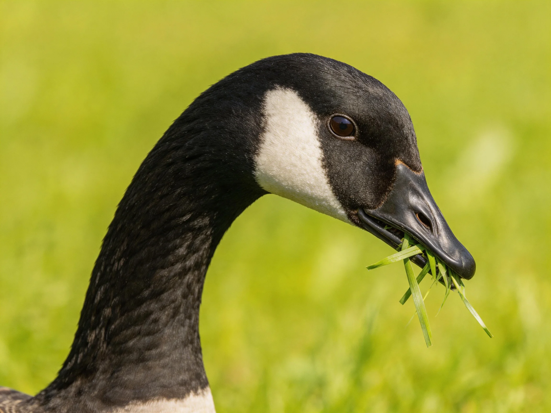 A Canada Goose with black and white plumage eating grass in a green field