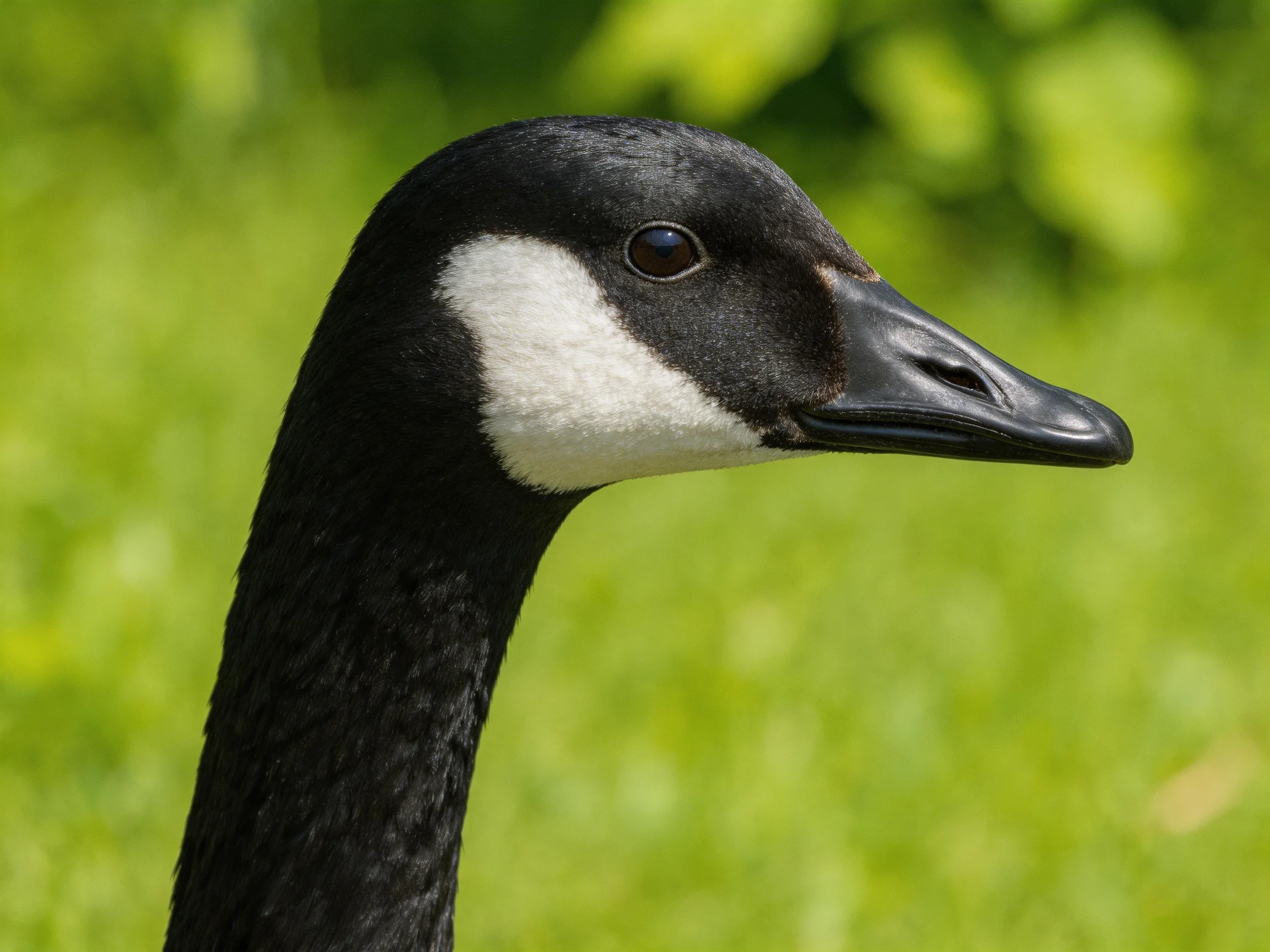 A Canada Goose with black and white plumage near green foliage