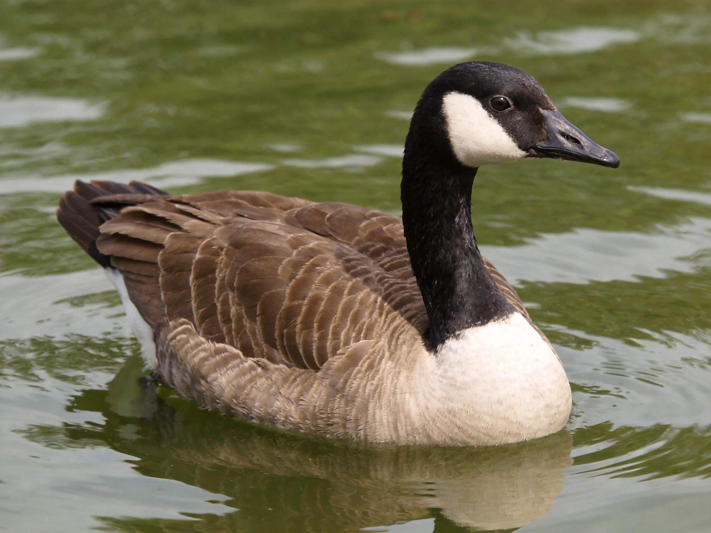 A Canada Goose with black, white, and brown plumage swims in green-tinted water
