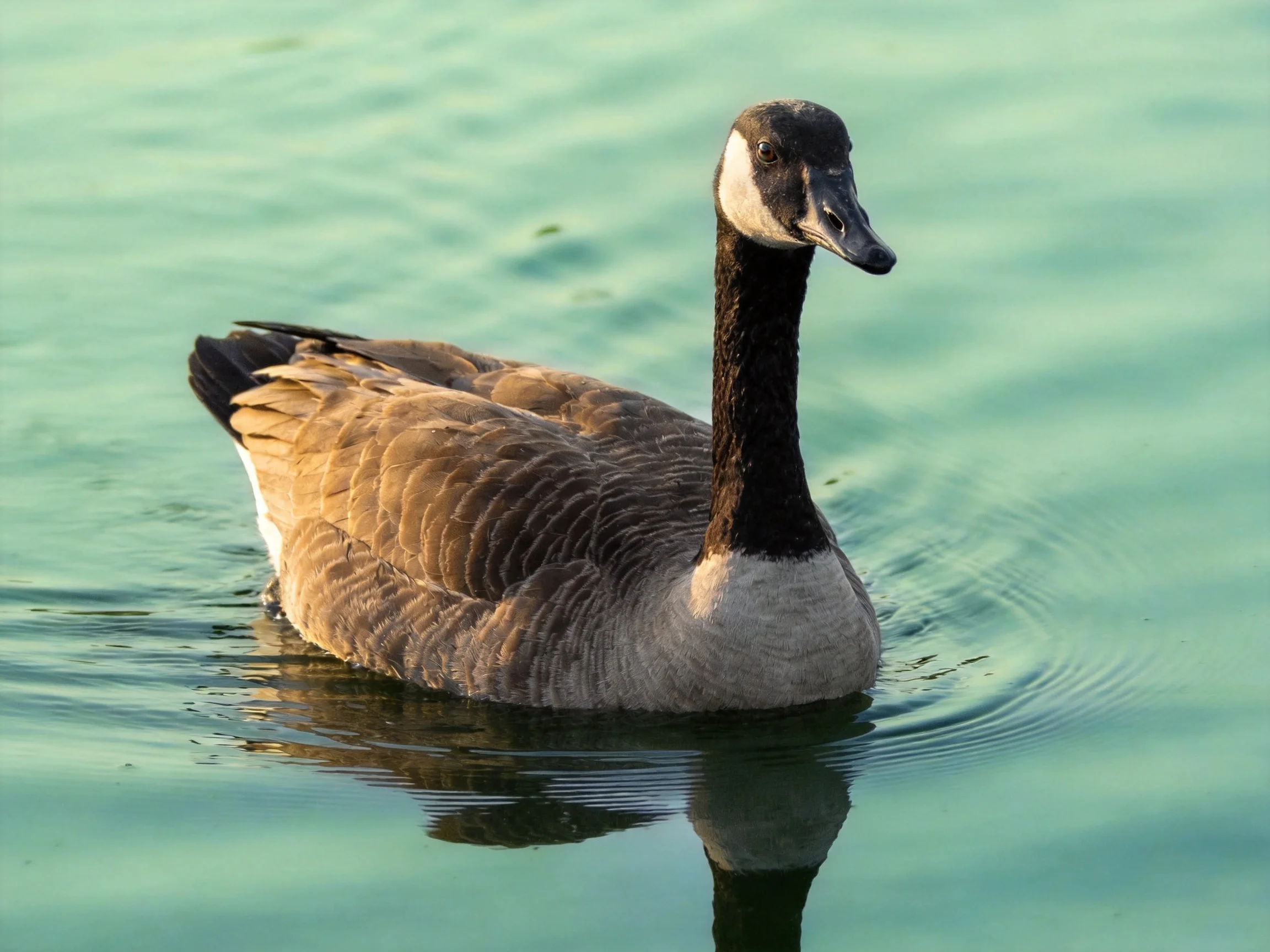 A Canada goose glides through calm turquoise water