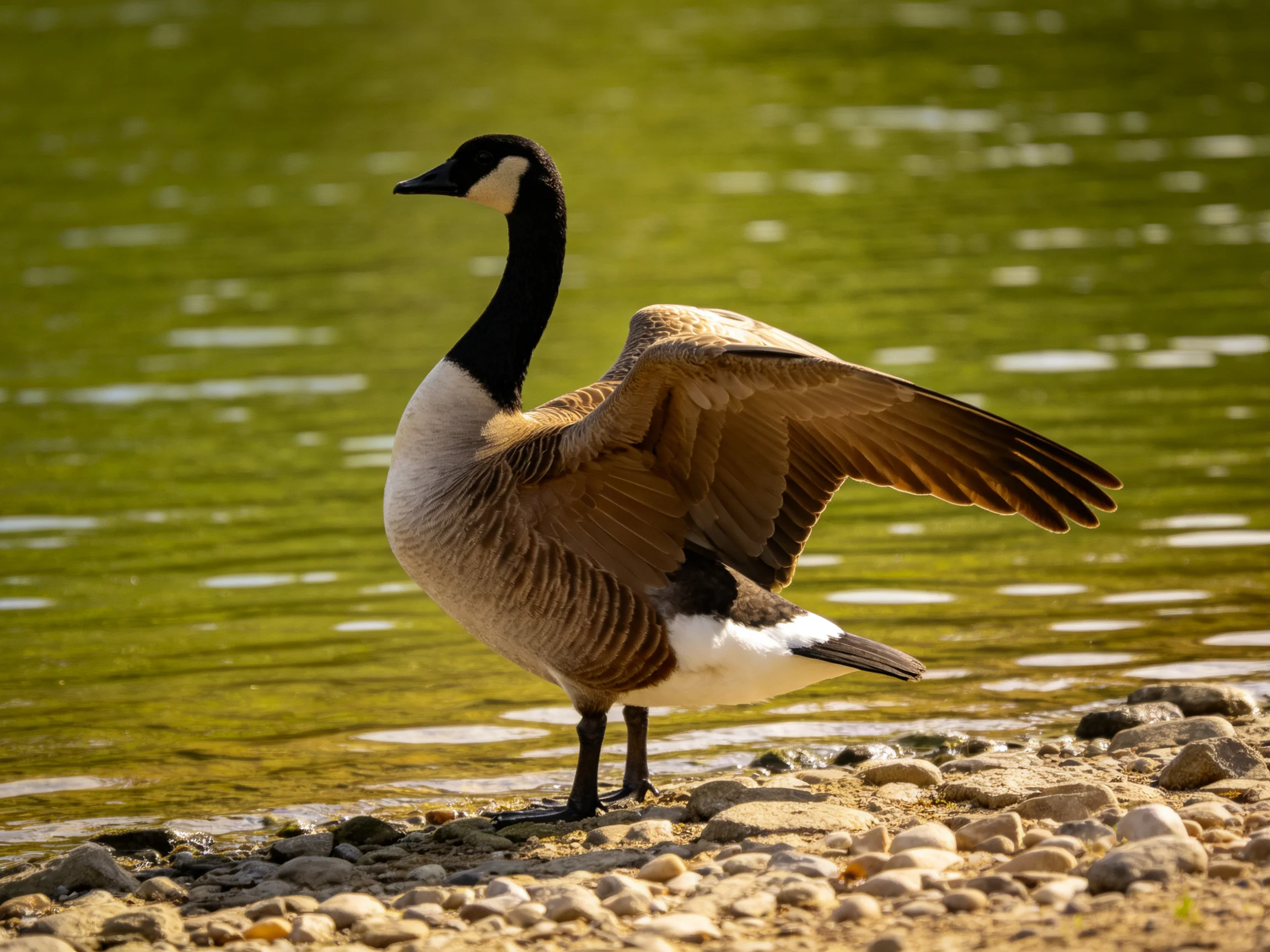 A Canada goose spreading wings on a pebbly shore by green water