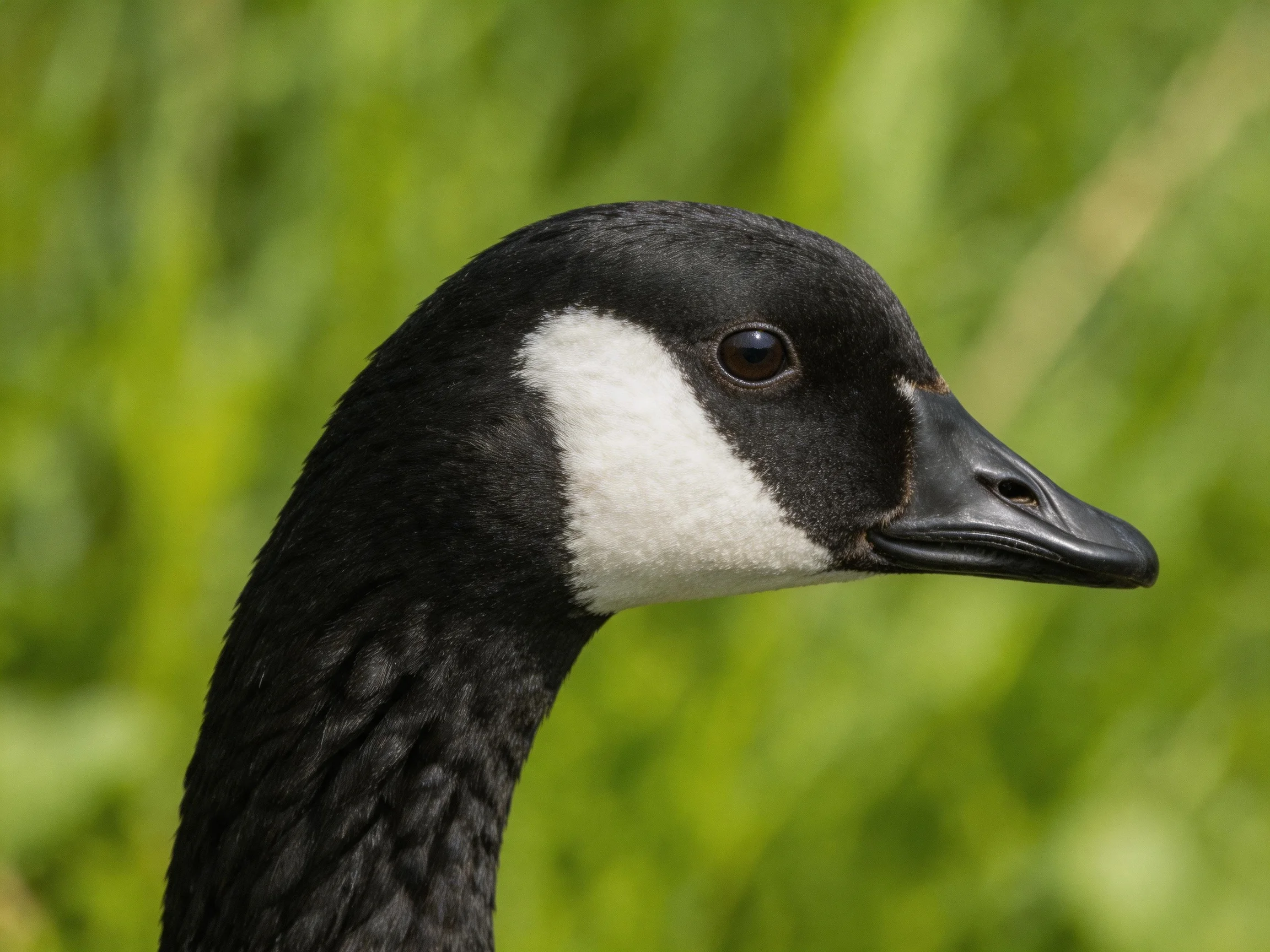 A Canada goose with black and white feathers beside blurred greenery
