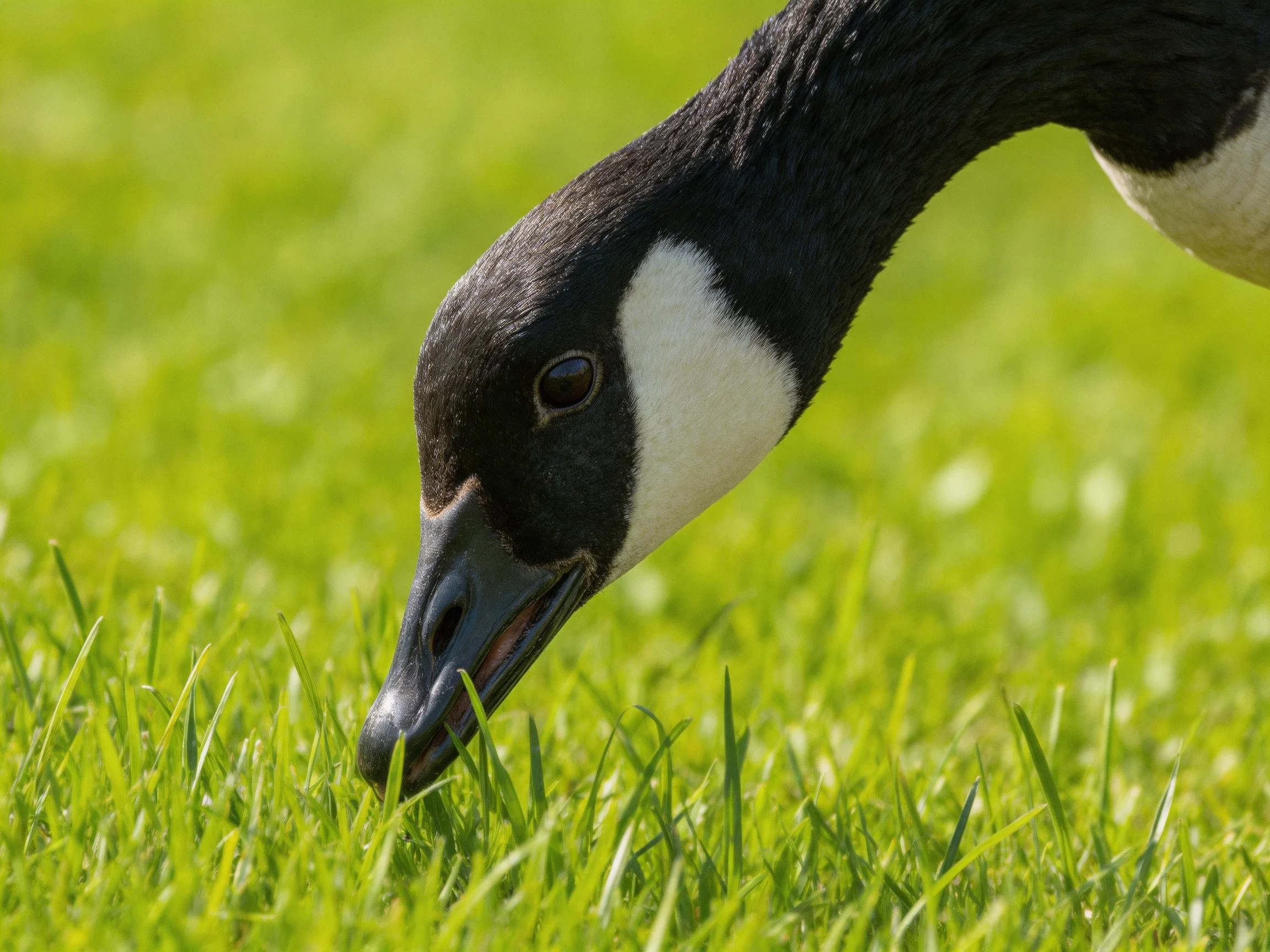 A Canada goose with black and white feathers grazing on vibrant green grass