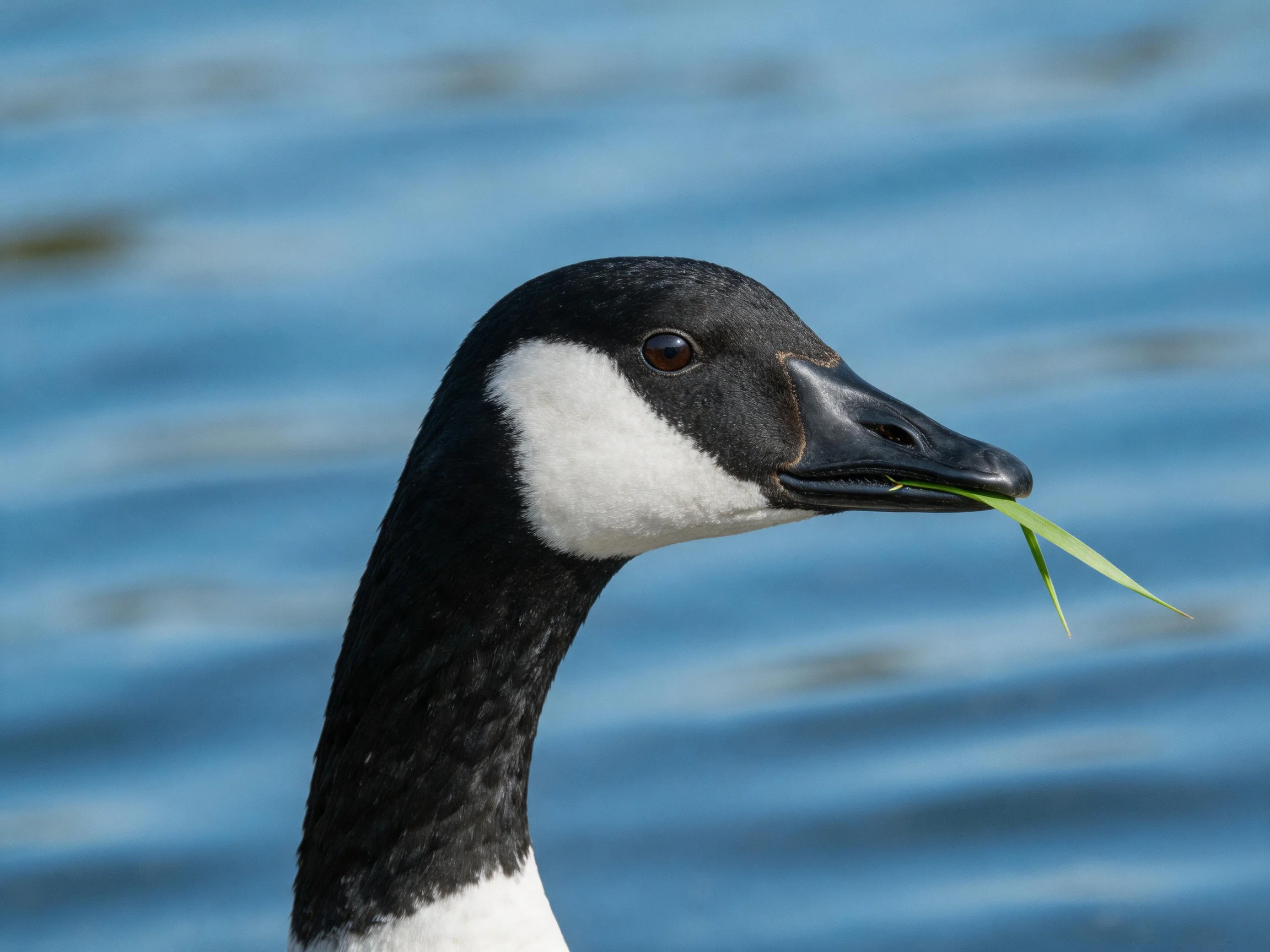 A Canada goose with black and white feathers holds green grass near blue water