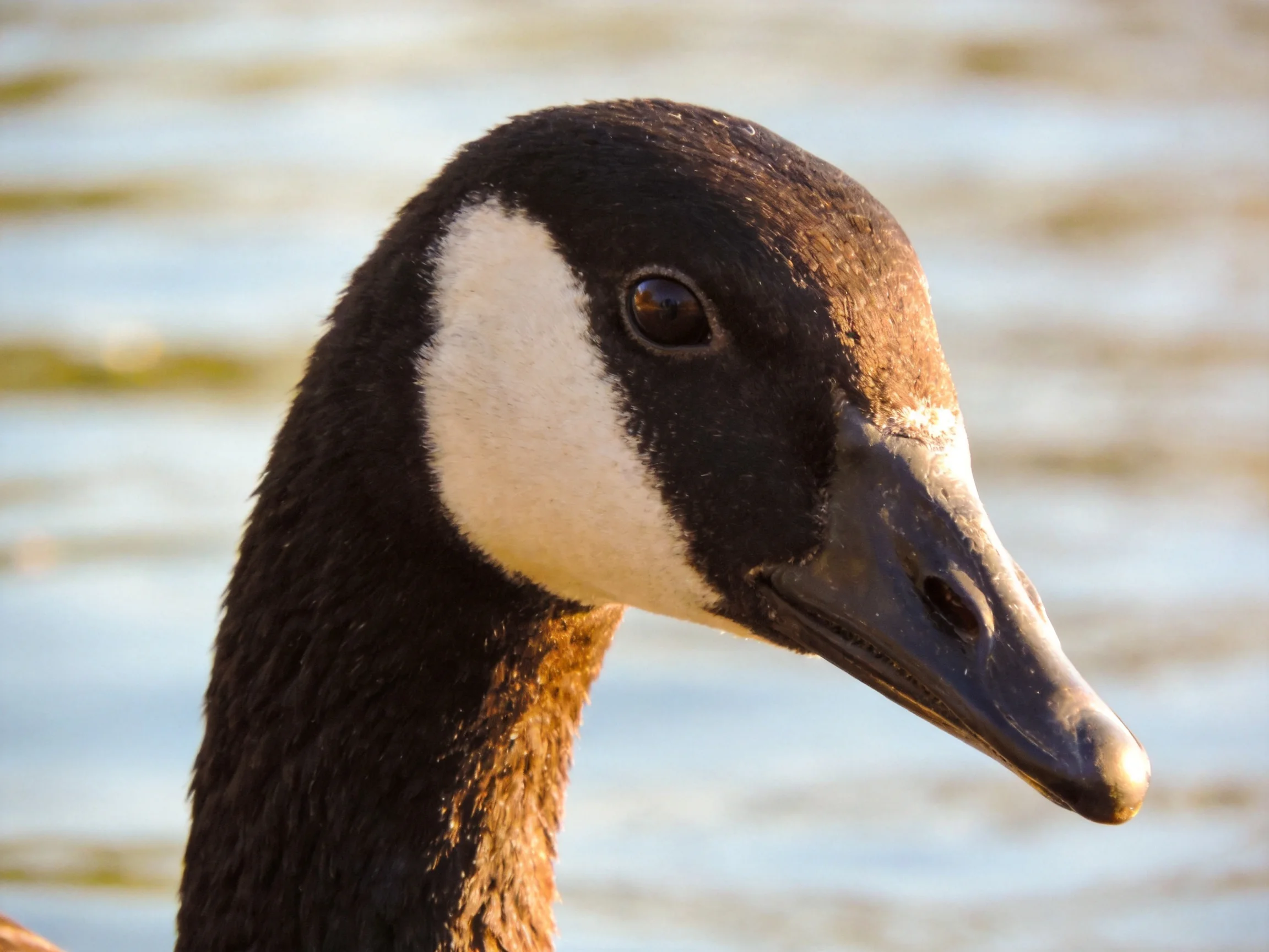 A Canada goose with black and white plumage near calm water