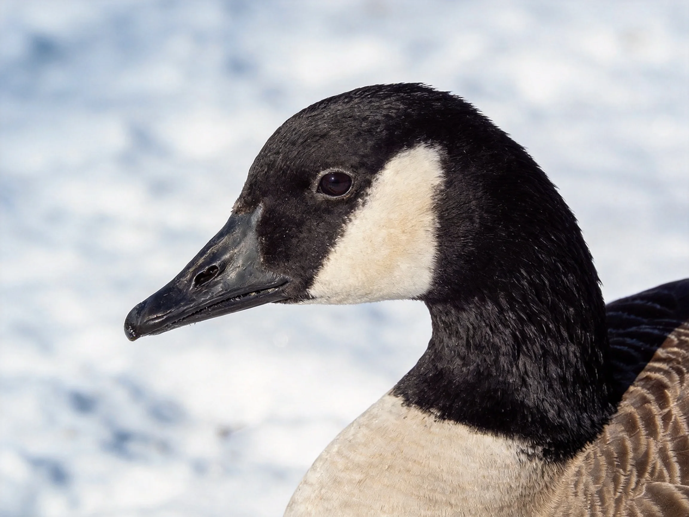 A Canada goose with black, white, and brown plumage near snow