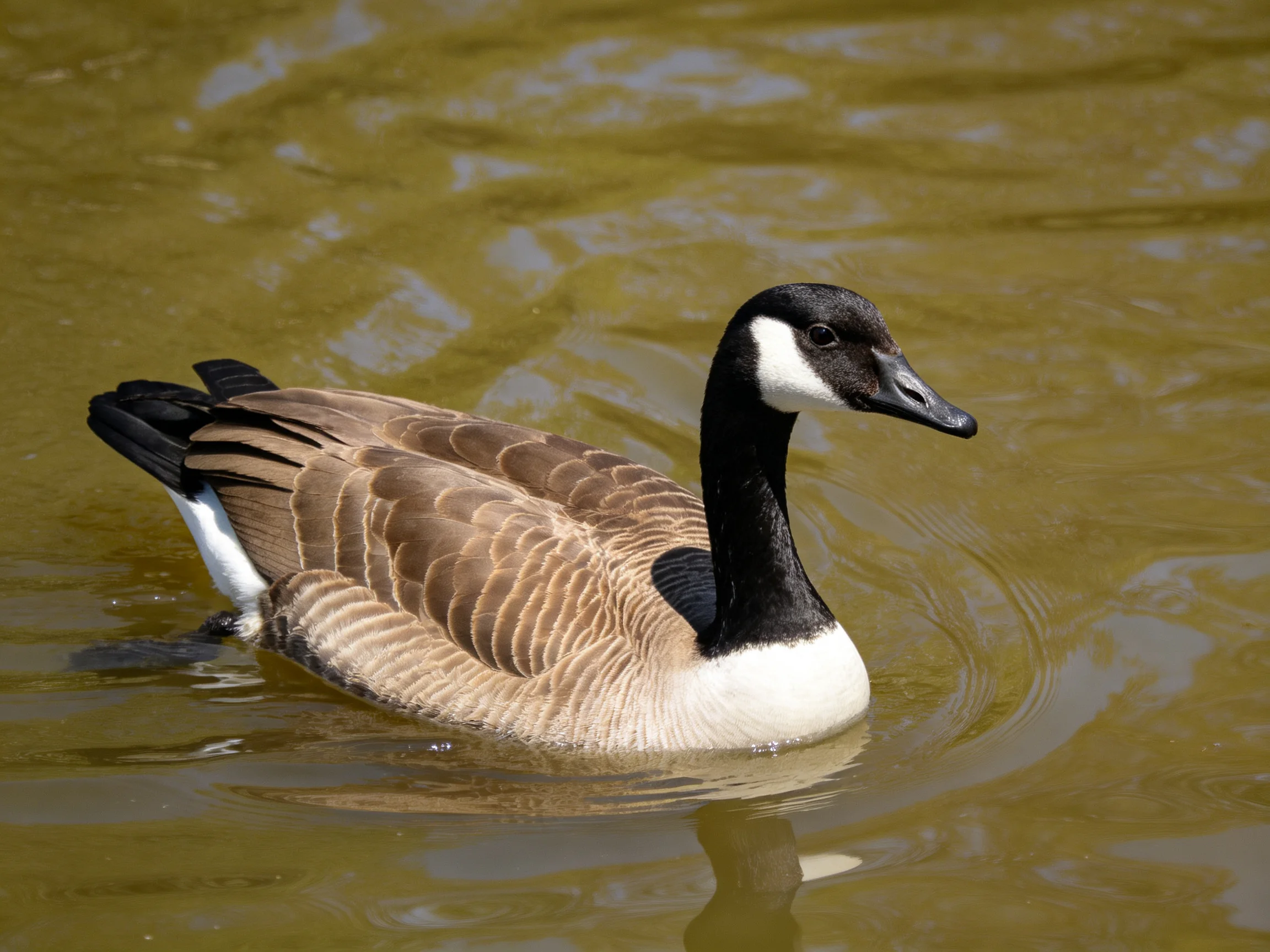 A Canada goose with black, white, and brown plumage swims in murky water