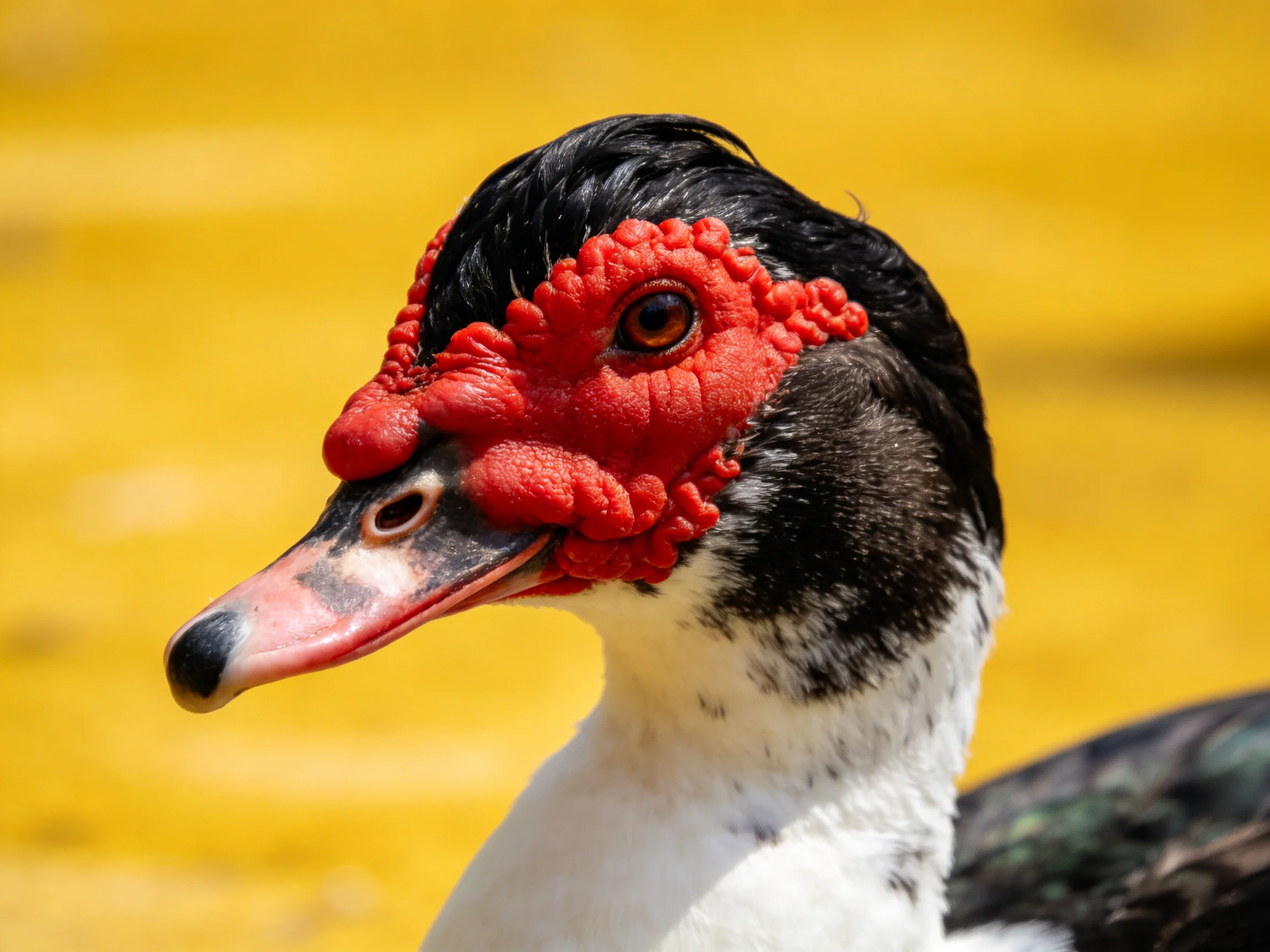 A Muscovy Duck Displaying Vibrant Red Facial Skin and Glossy Black Feathers