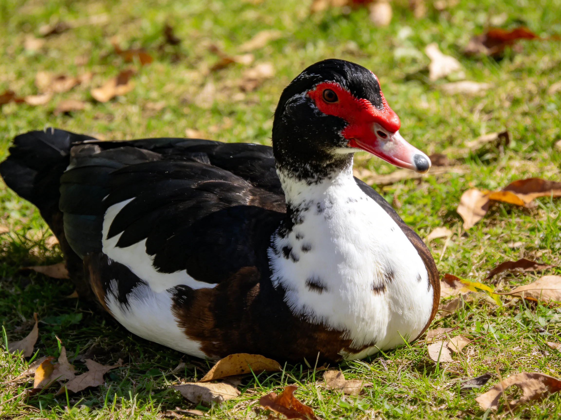 A Muscovy duck with red facial skin and multicolored plumage rests on grass amid fallen leaves