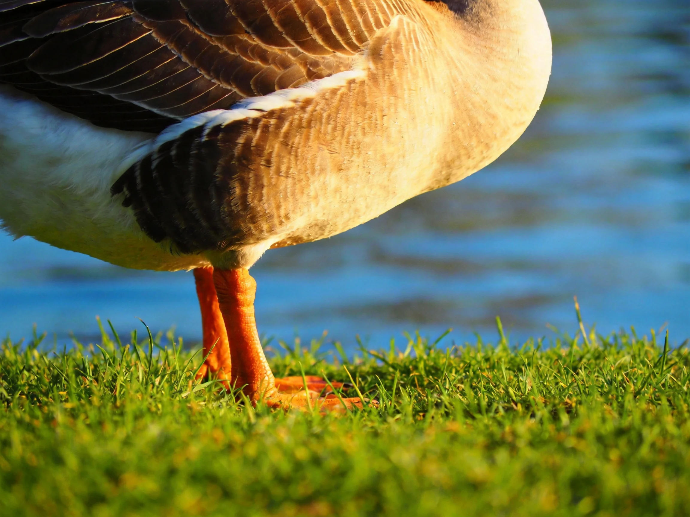 A bird with multicolored feathers stands on grass near water.