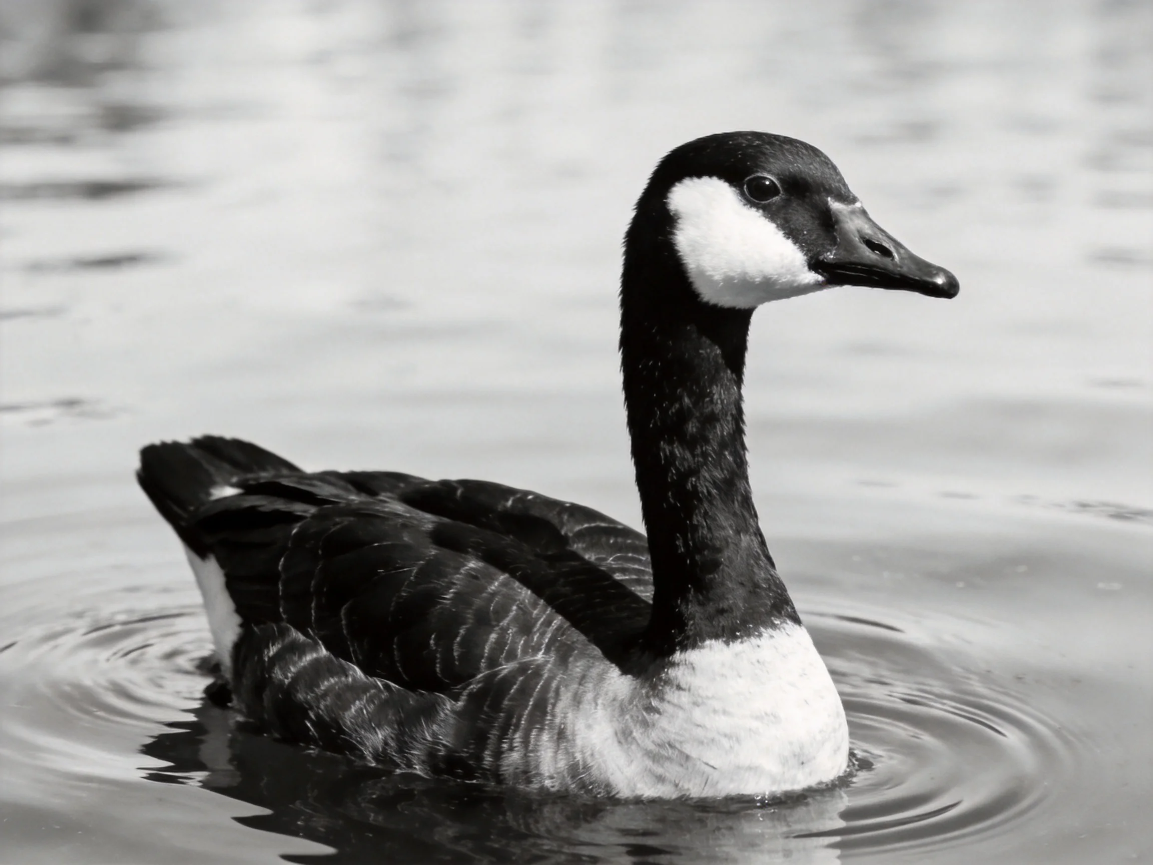 A black and white Canada goose swimming in calm water