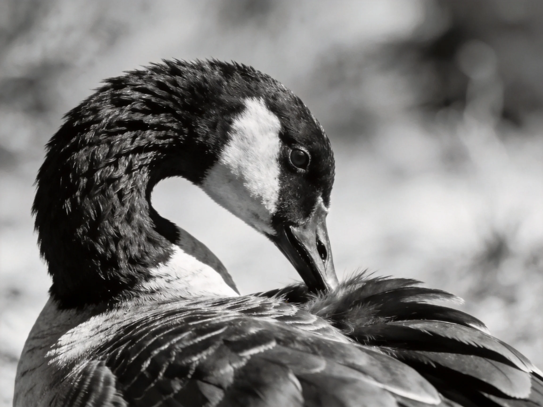A black-and-white close-up of a goose preening its feathers