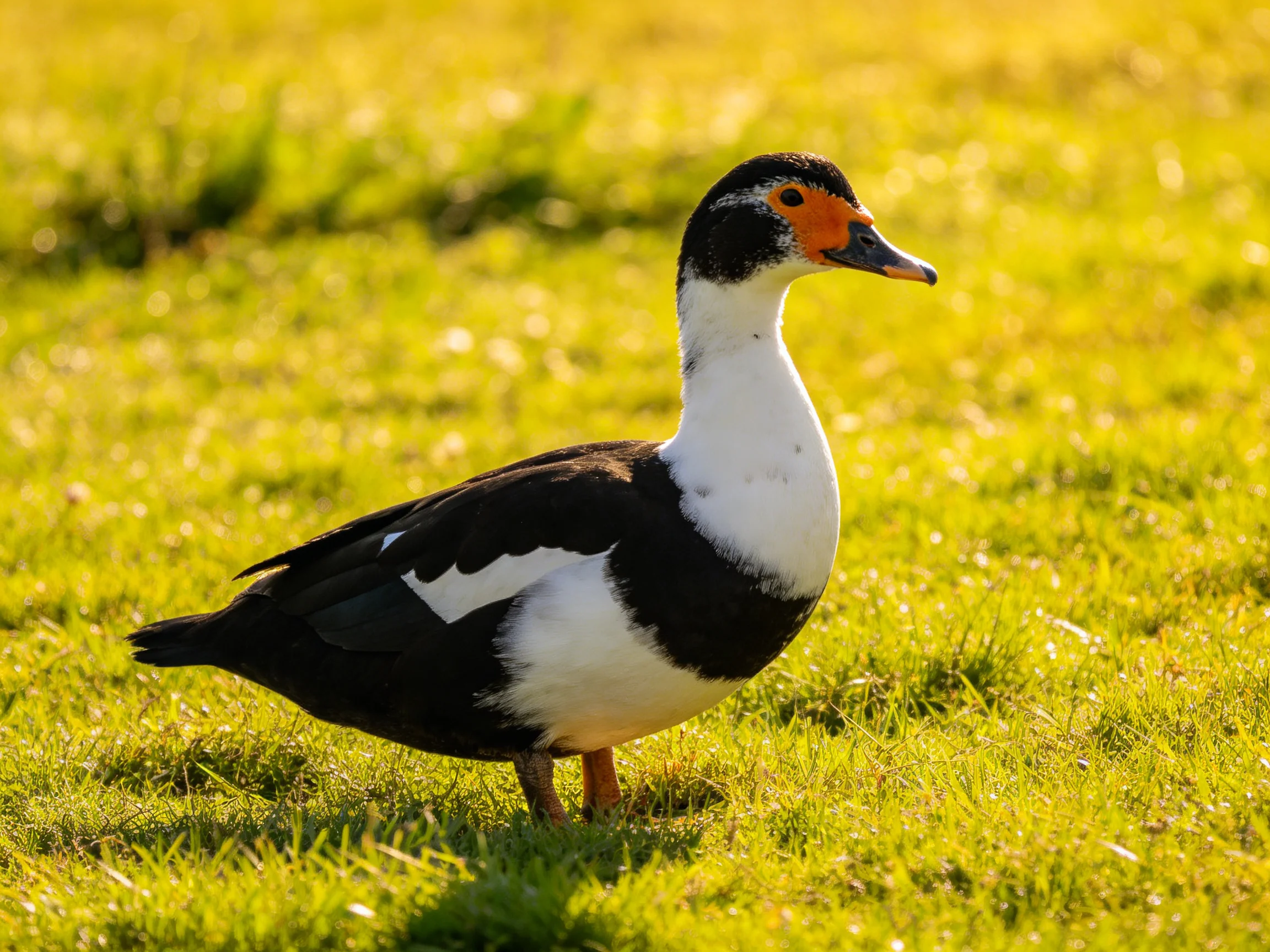 A black and white duck with orange facial markings on green grass