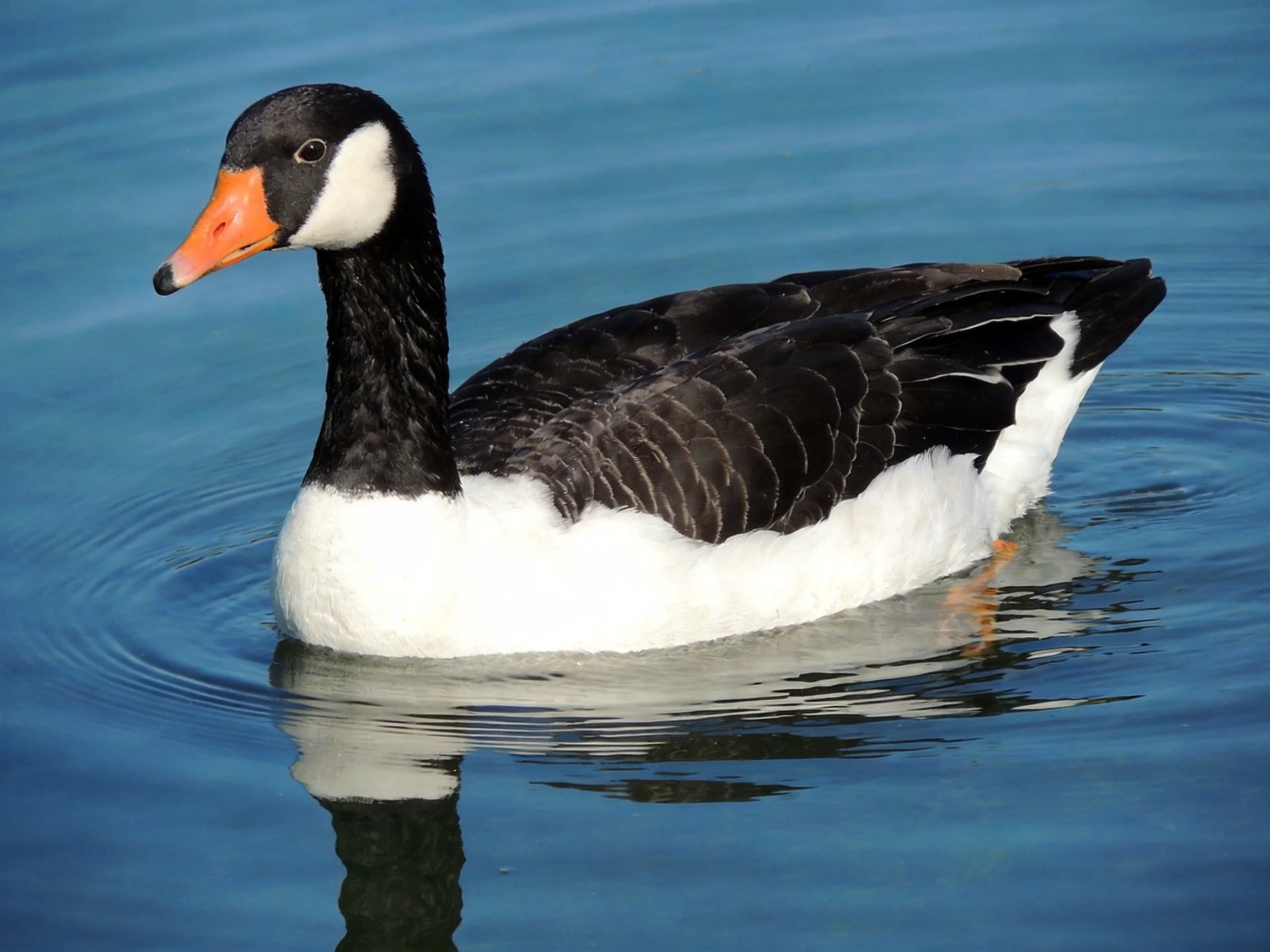 A black-and-white goose with an orange beak swims in calm blue water