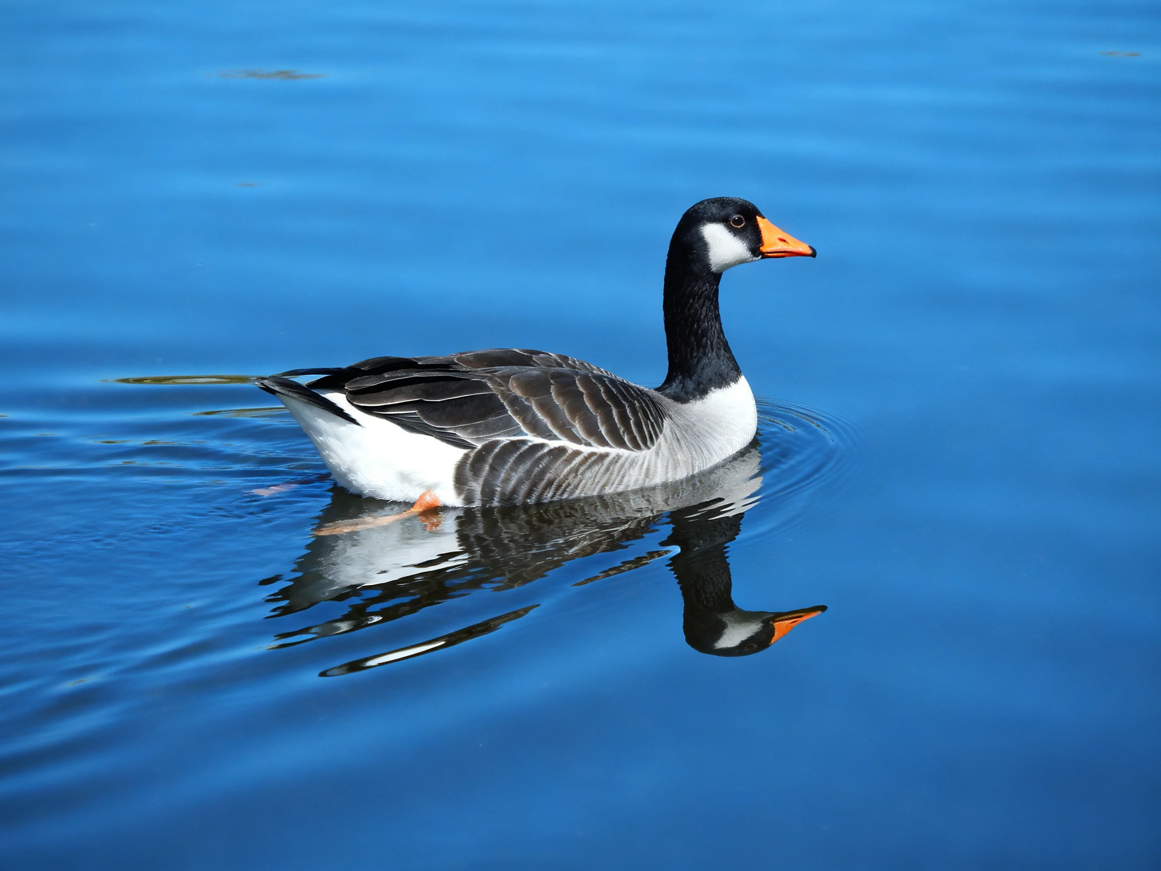 A black-and-white goose with an orange beak swims in clear blue water