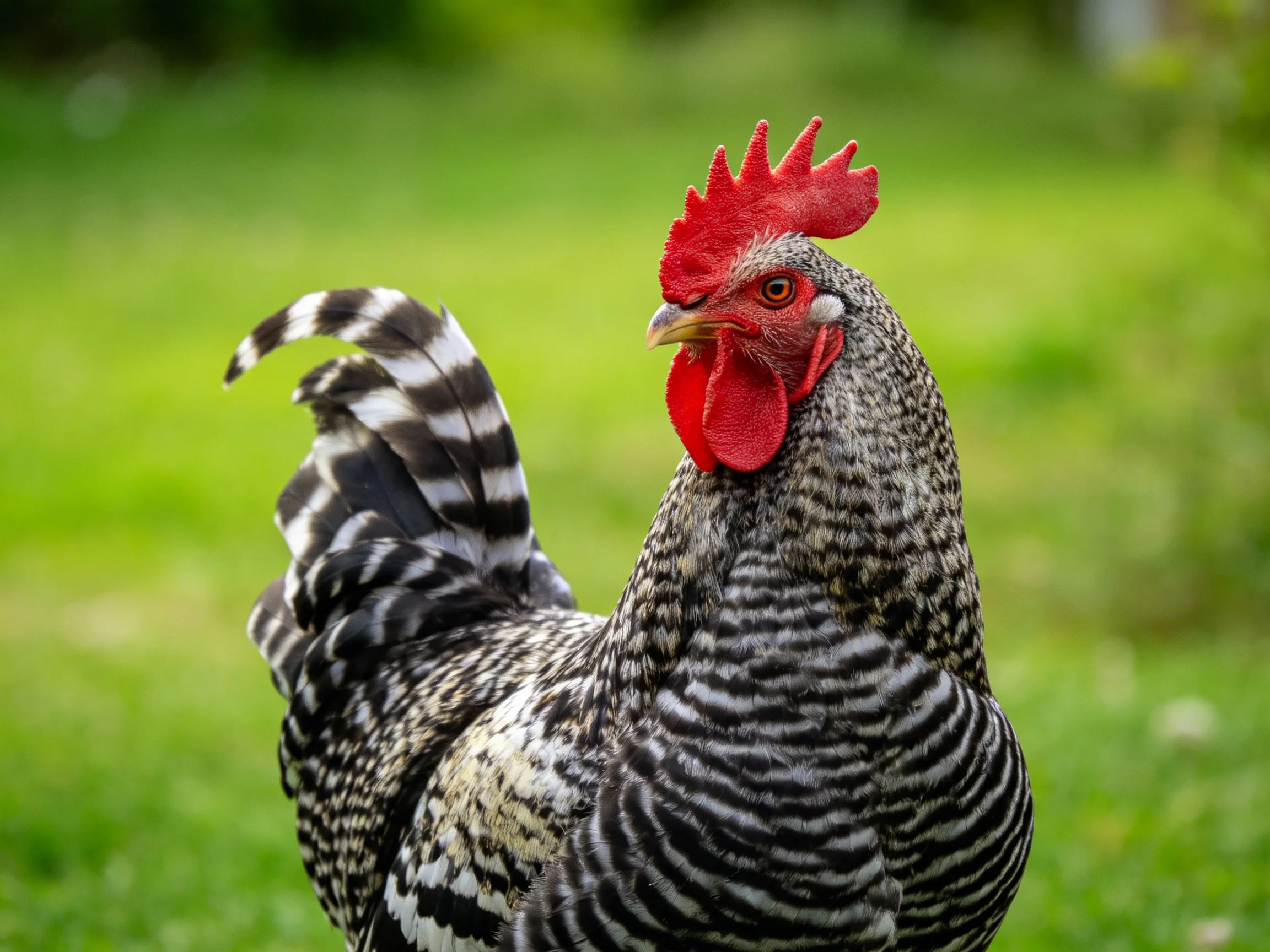 A black-and-white patterned rooster with bright red comb on lush green grass