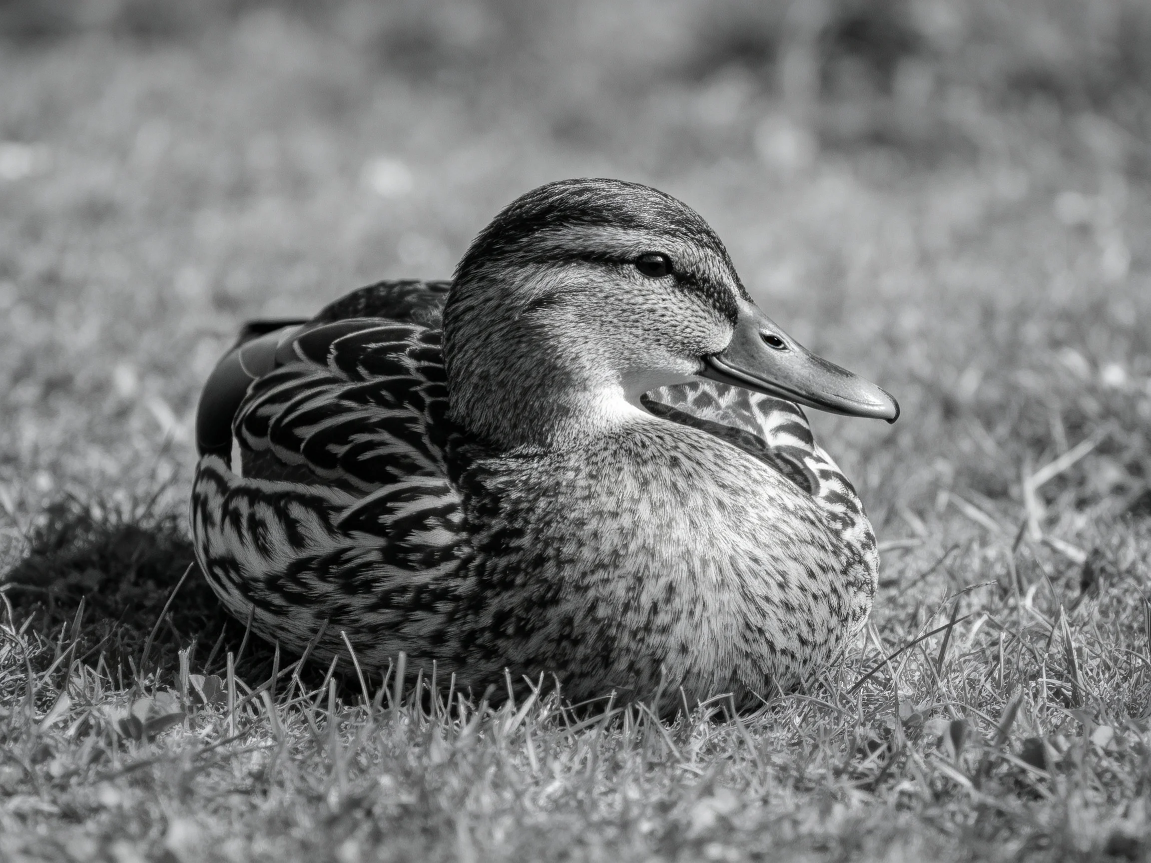 A black-and-white photograph of a duck resting on grass