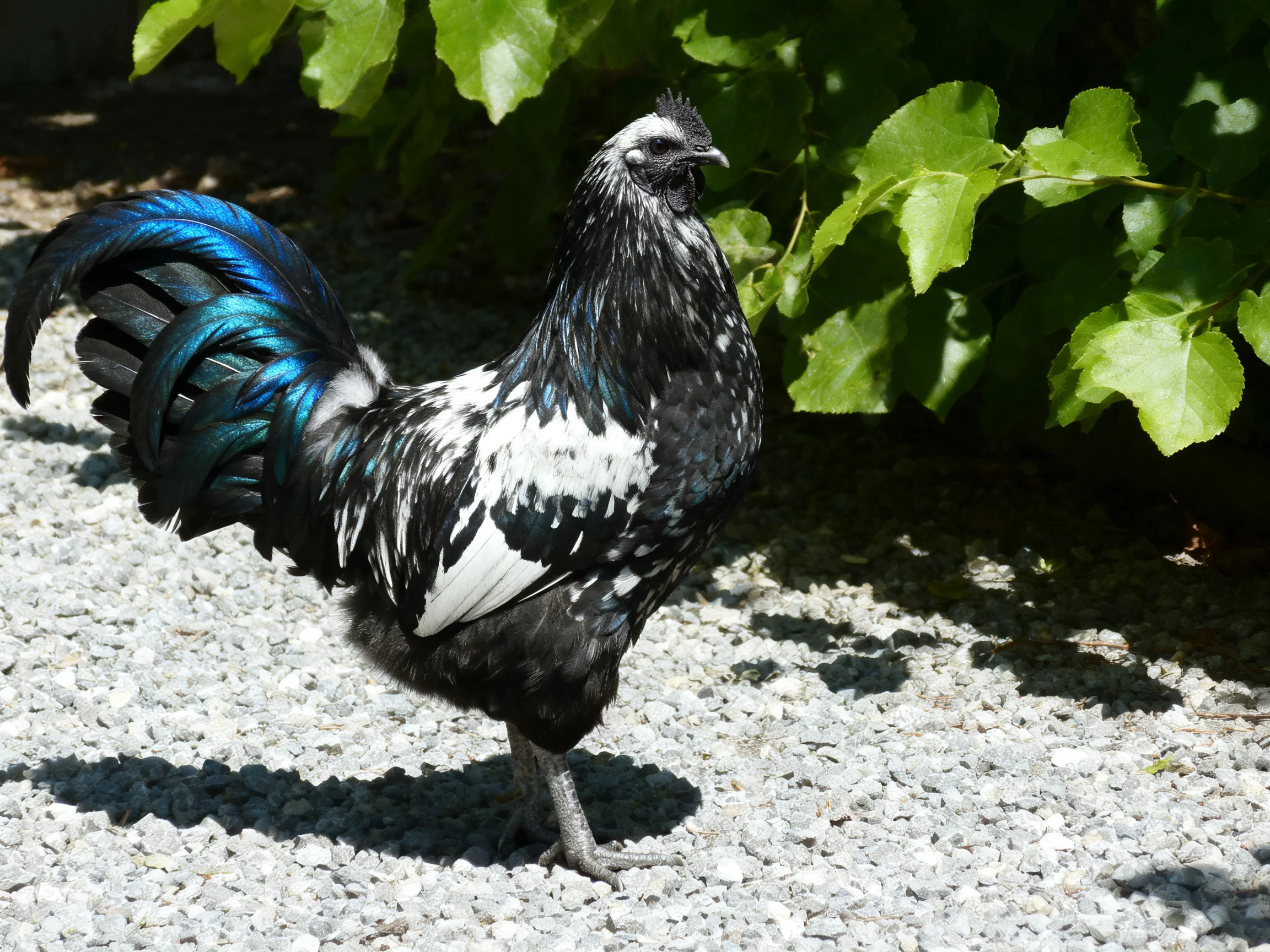 A black and white rooster with iridescent blue tail stands on gravel beside green plants.