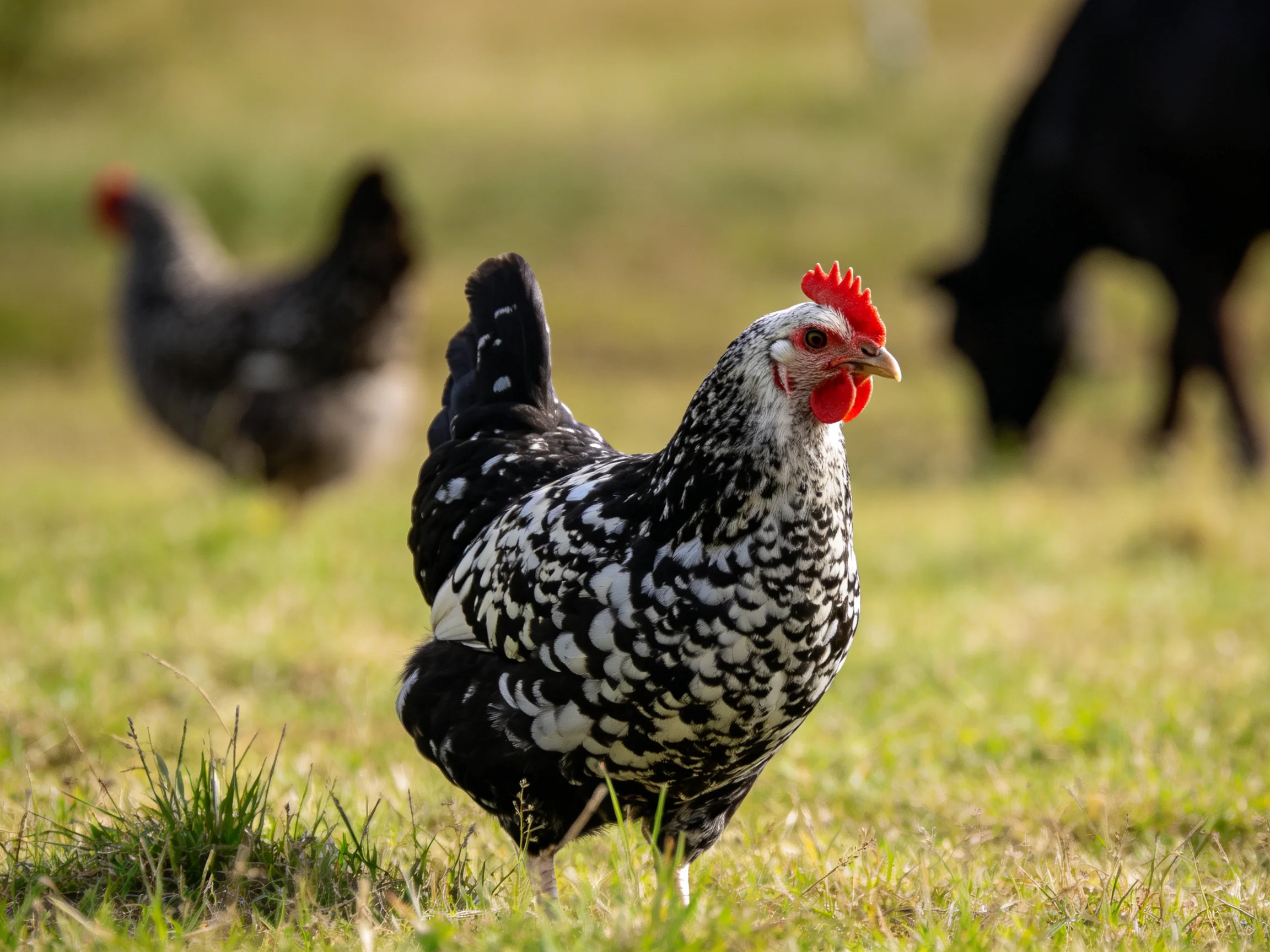 A black-and-white speckled chicken in a sunlit grassy field with other poultry