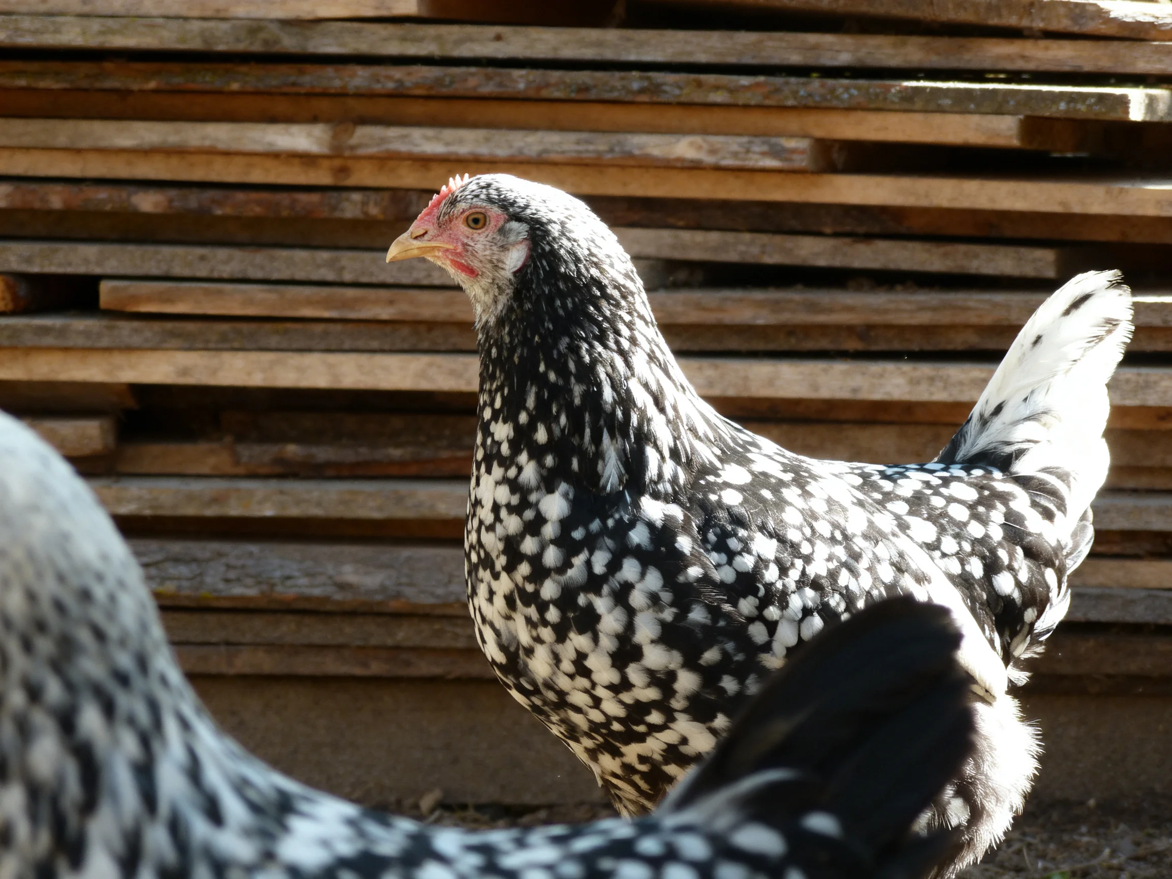 A black and white speckled chicken near stacked wooden planks