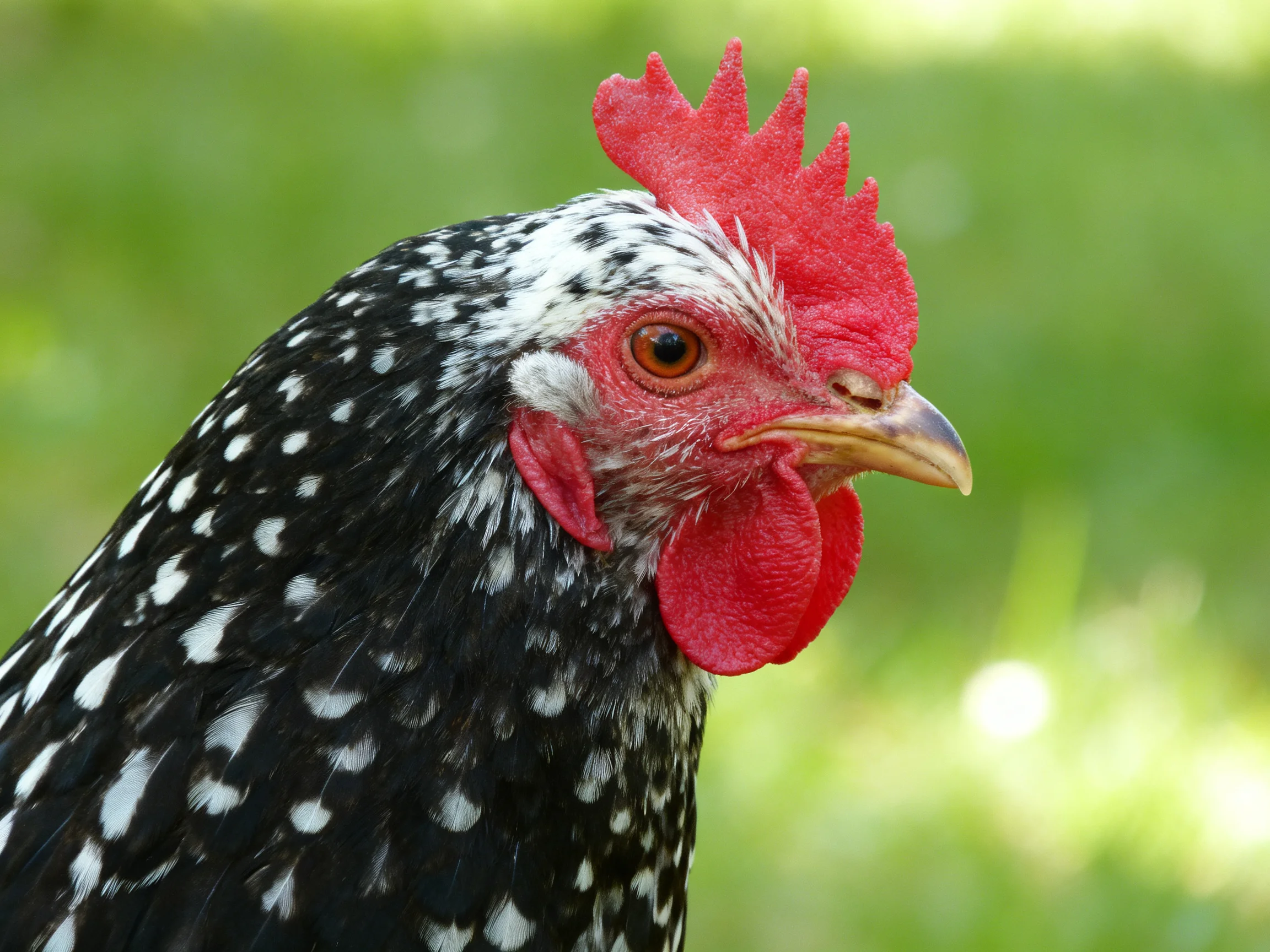 A black and white speckled chicken with vibrant red comb and wattles