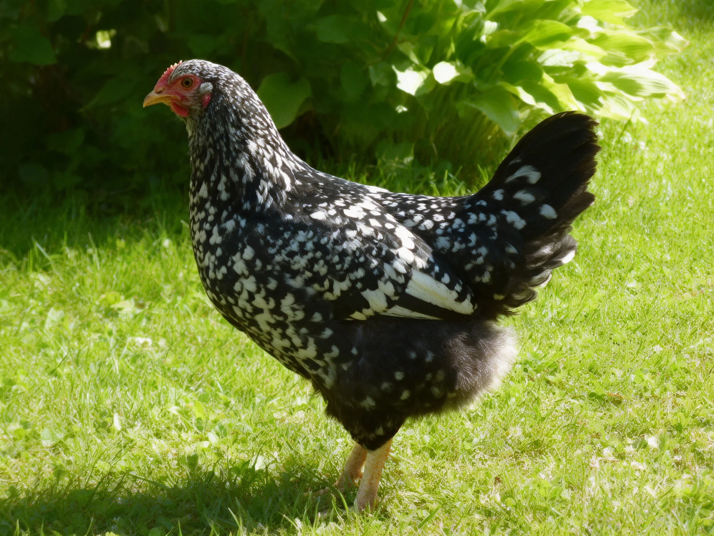 A black and white speckled hen standing on lush green grass