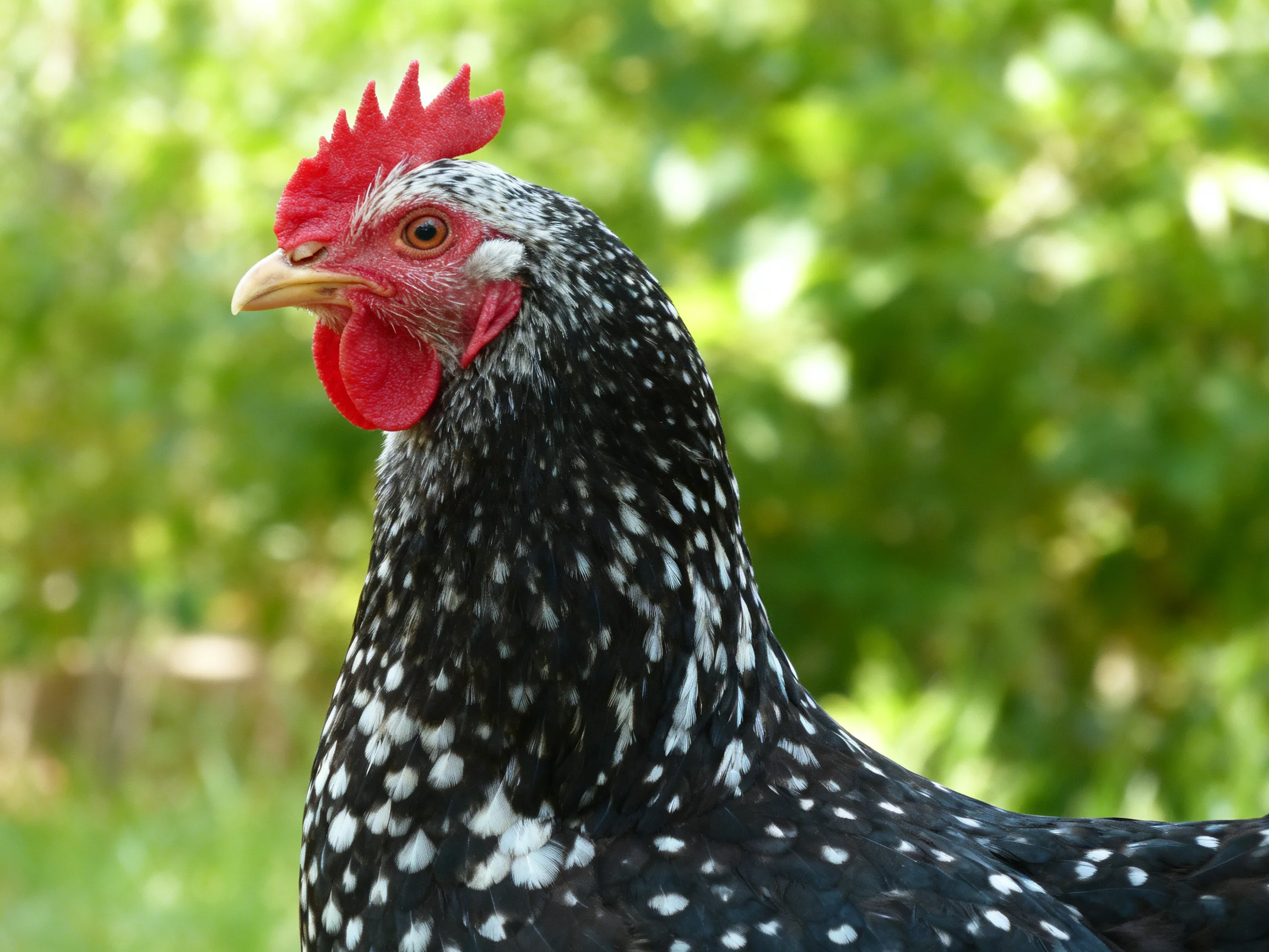 A black and white speckled hen with bright red comb near lush green foliage