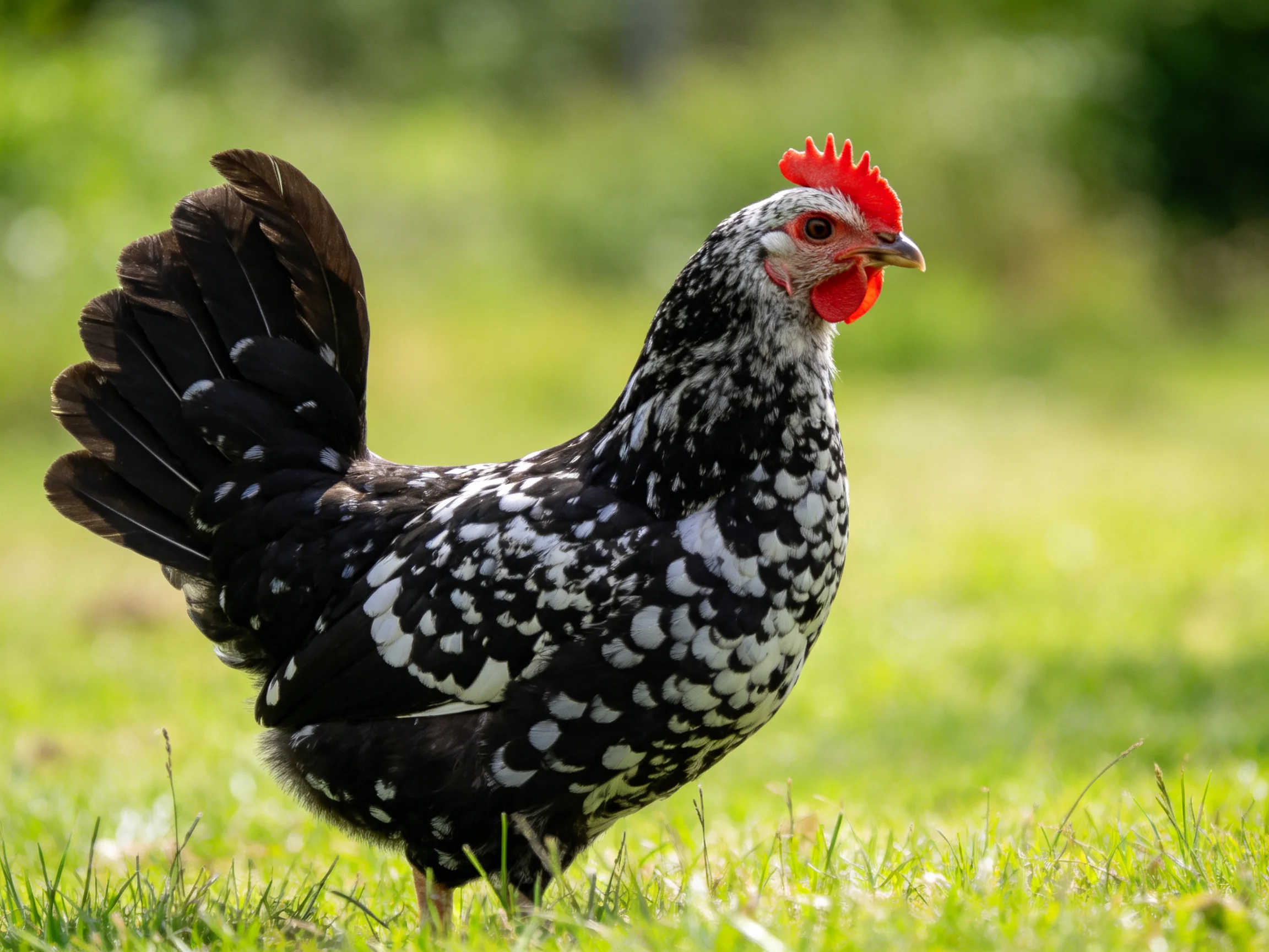 A black and white speckled hen with bright red comb standing on lush green grass